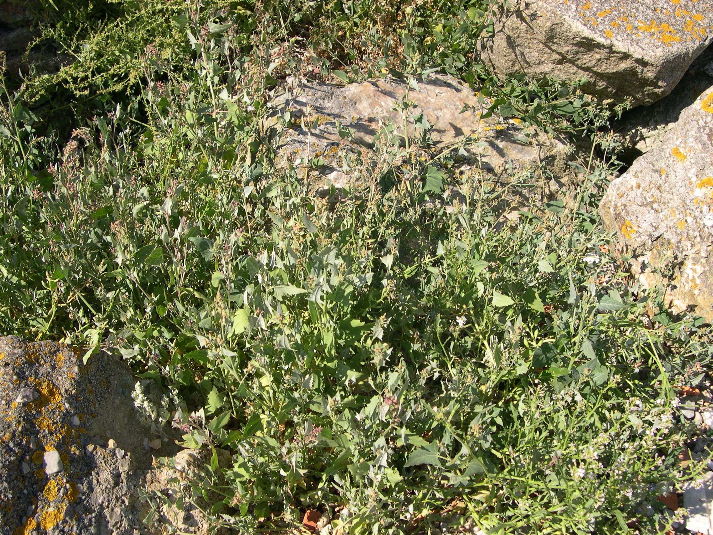 Afficher le média atriplex_prostrata_prostrata3md atriplex_prostrata_prostrata3md