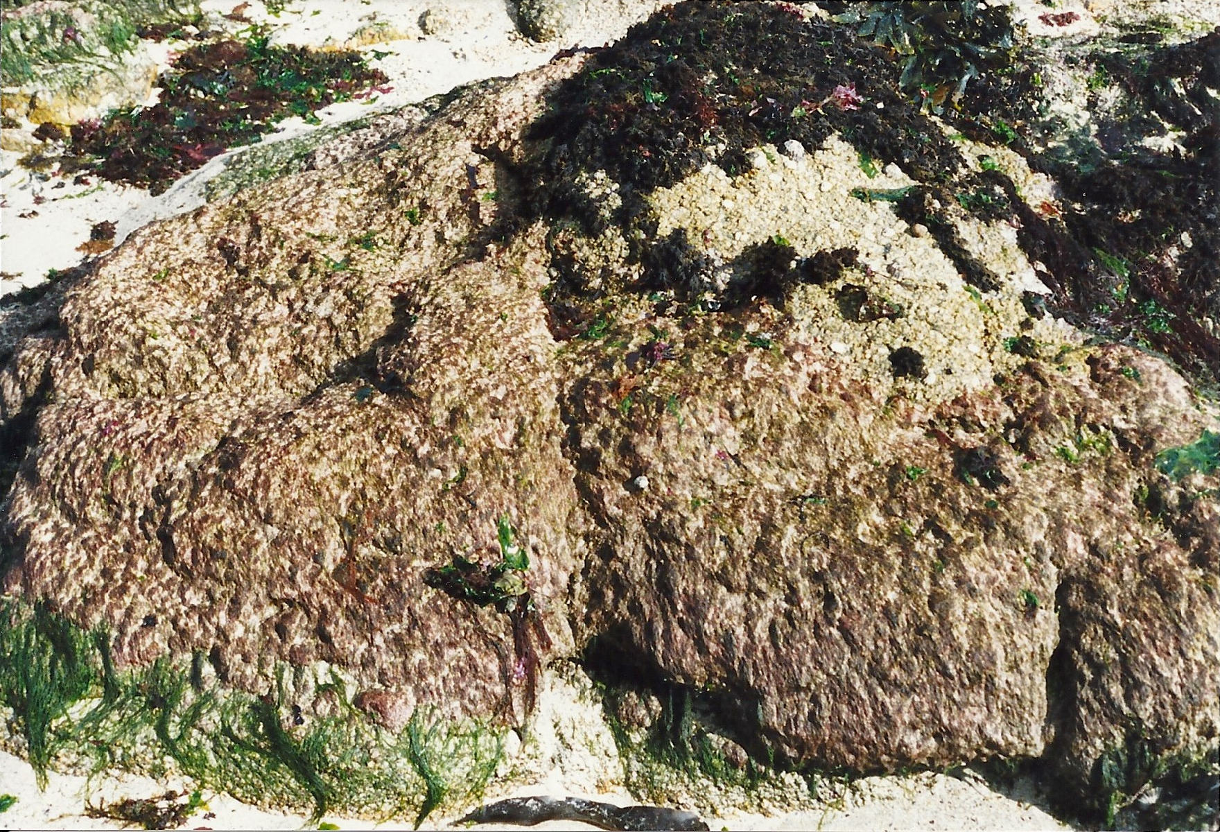 Afficher le média bangia_fuscopurpurea2md bangia_fuscopurpurea2md