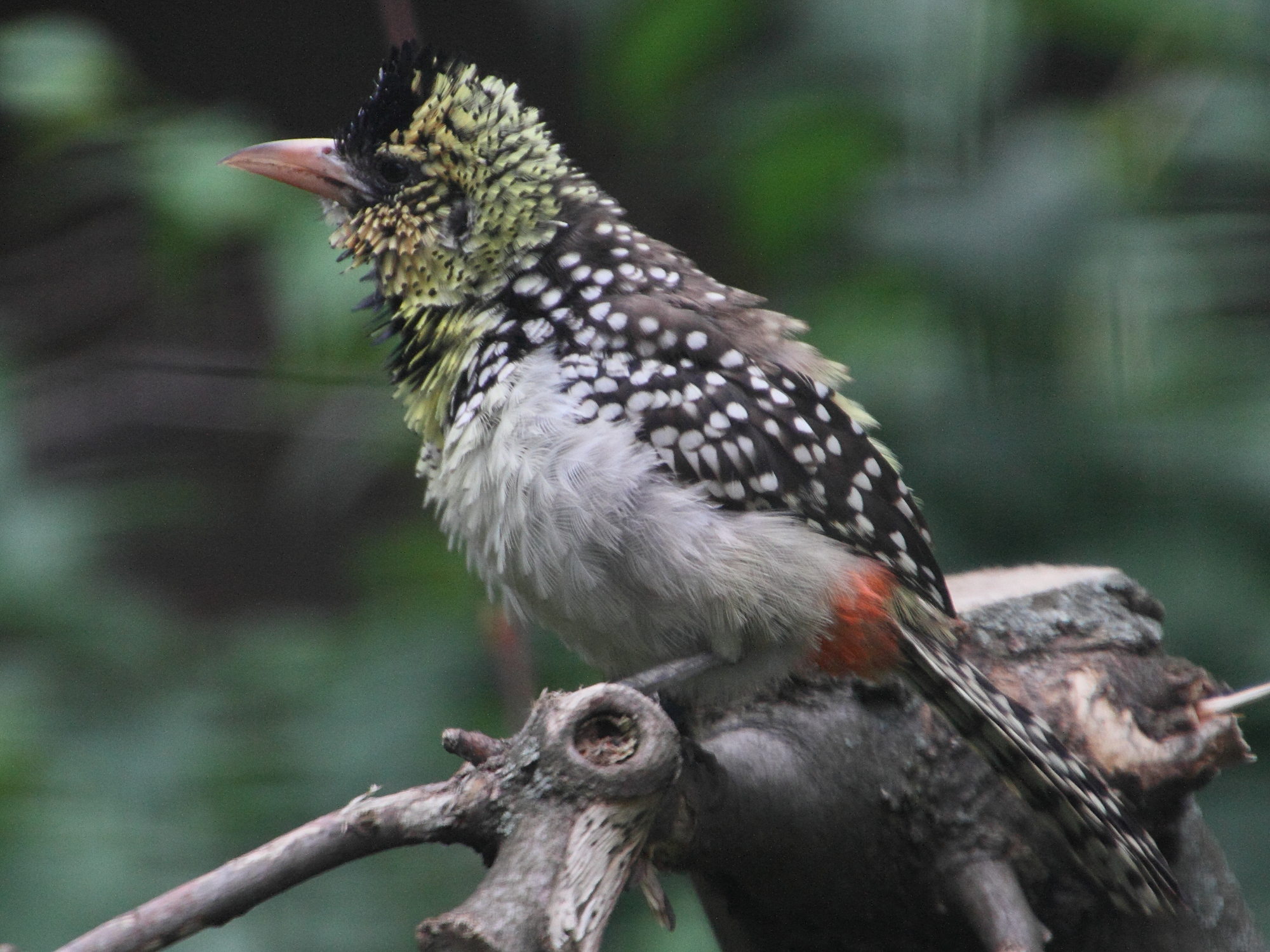 barbican_d-arnaud_-_trachyphonus_darnaudii4md