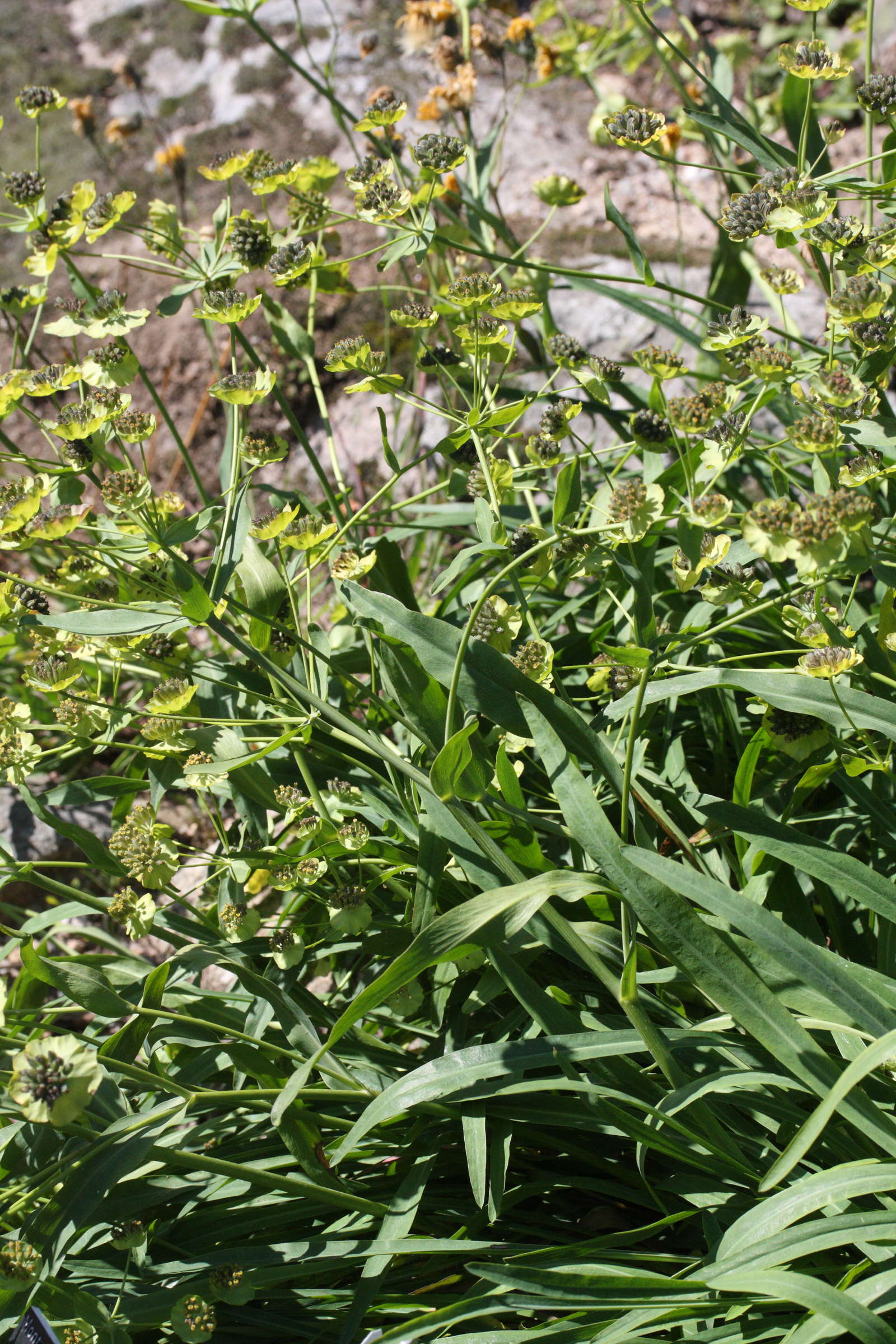 bupleurum_stellatum1md