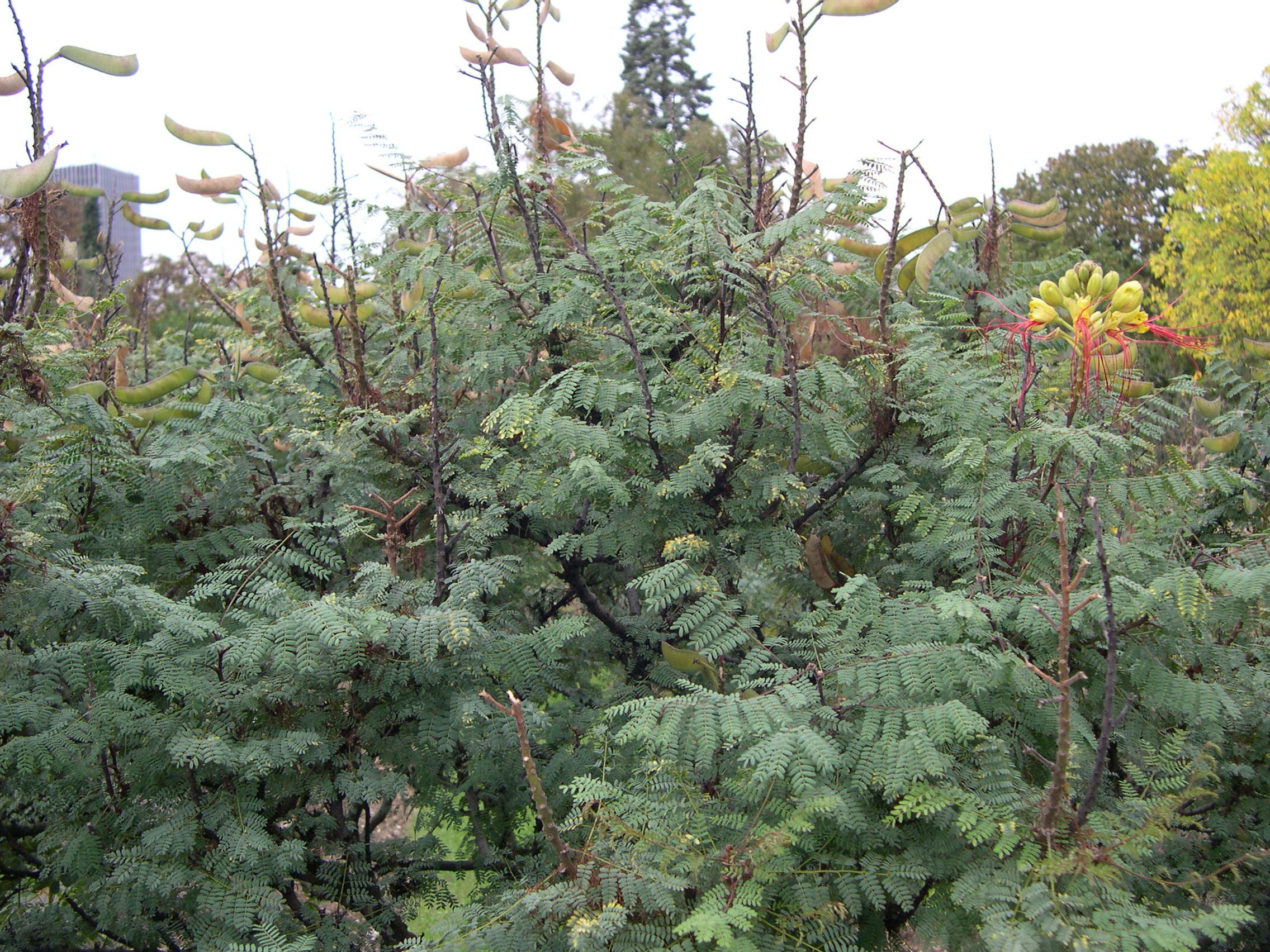 caesalpinia_gilliesii1md
