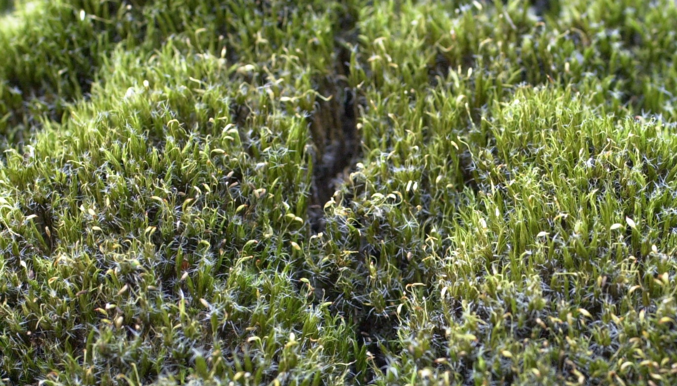 campylopus_introflexus2md