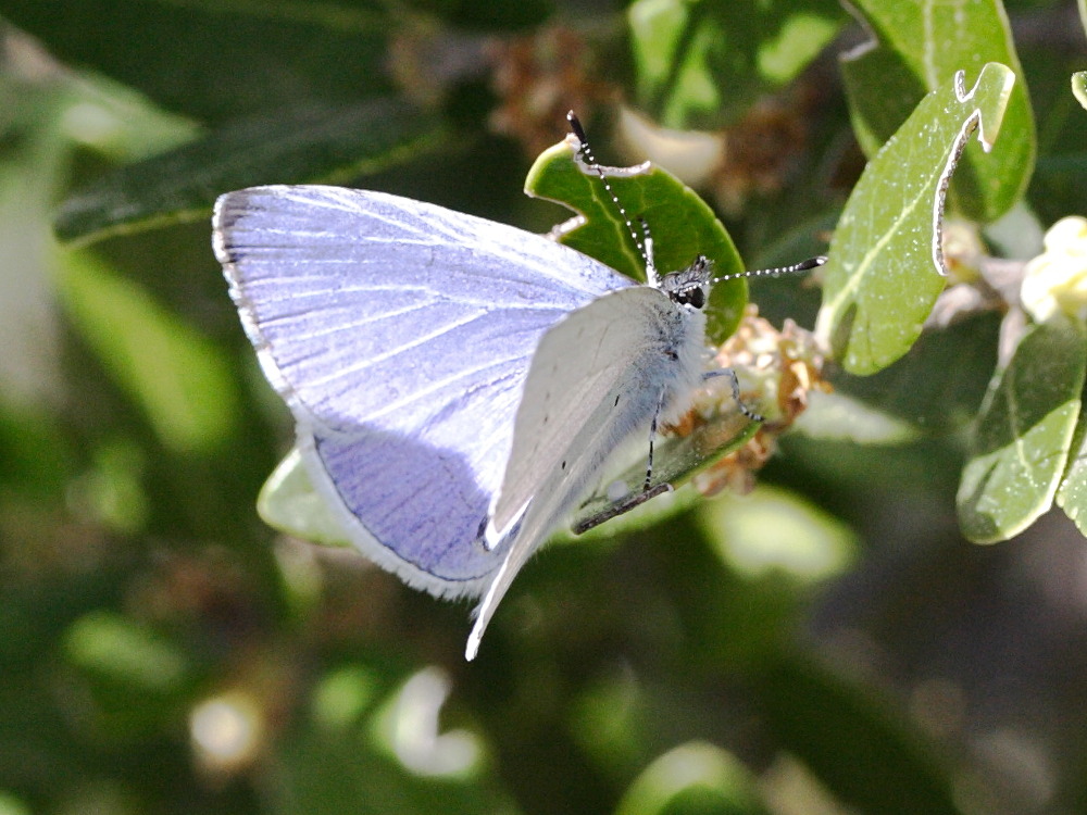 celastrina_argiolus4md