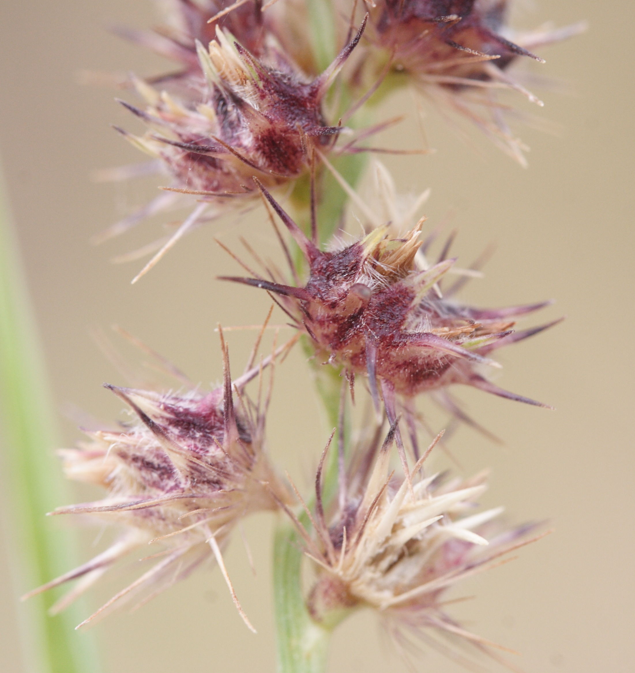 cenchrus_echinatus2md