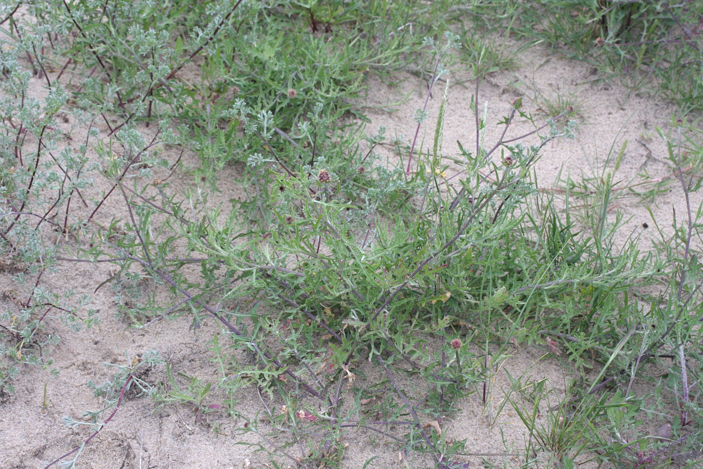 Afficher le média centaurea_aspera3md centaurea_aspera3md