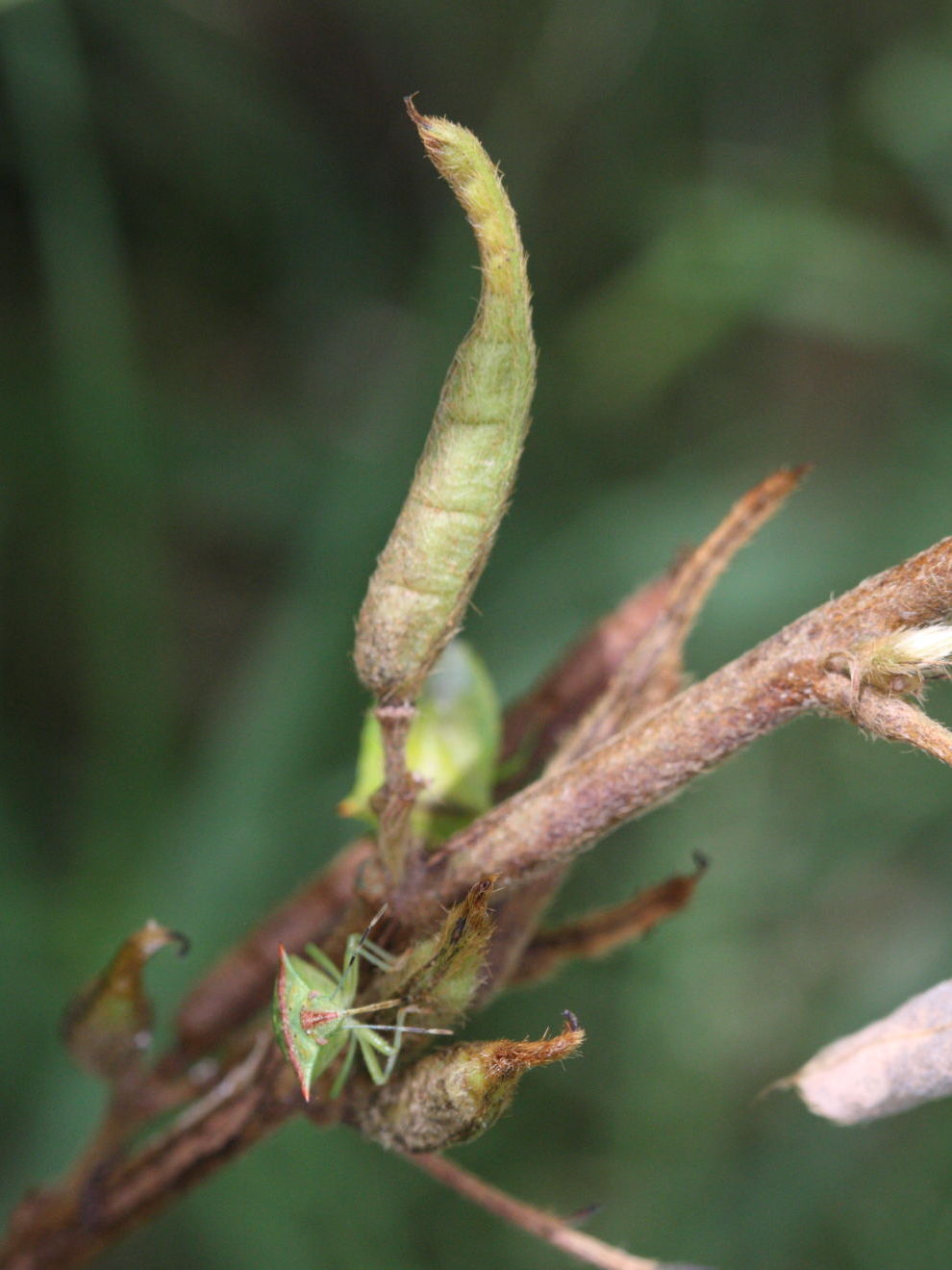 chamaecrista_obcordata4md