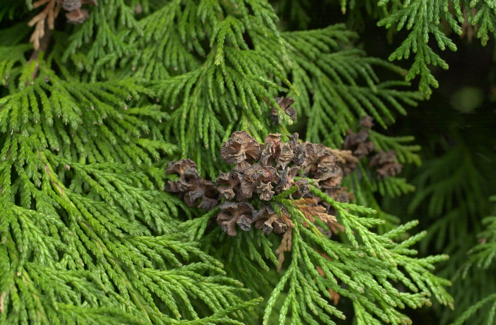 chamaecyparis_lawsoniana1md