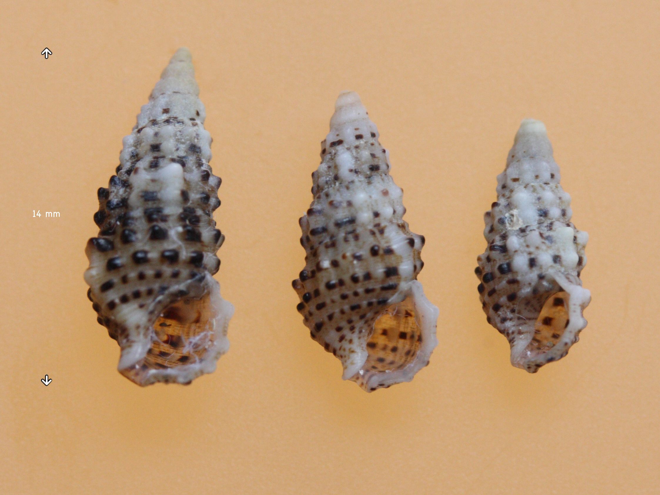 chauvetia_mamillata2md