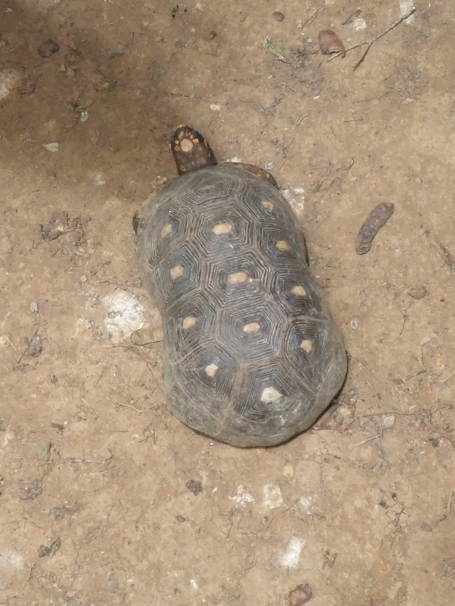 chelonoidis_carbonaria3sd