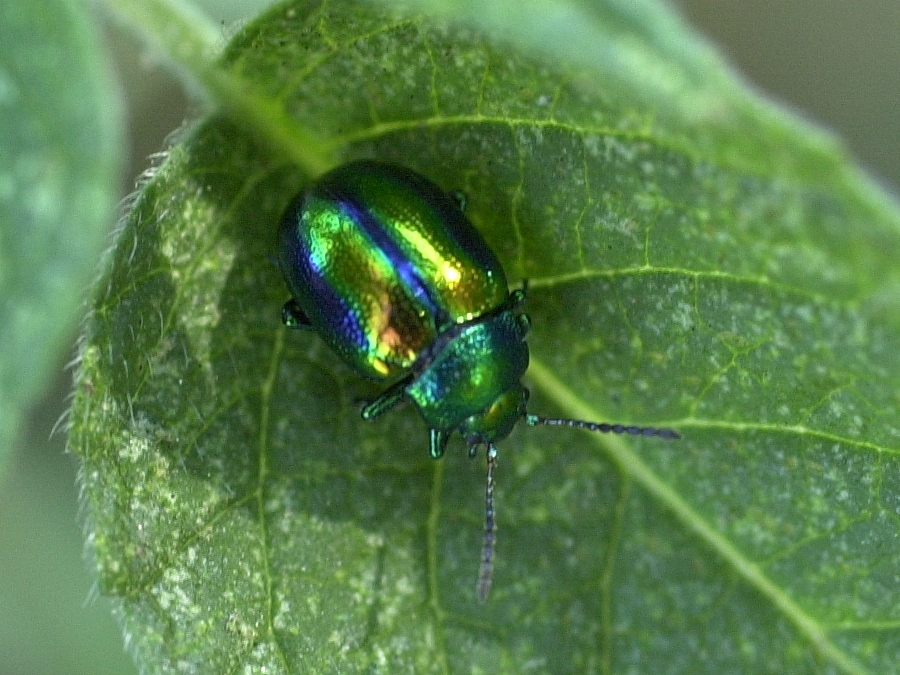 chrysolina_graminis1md