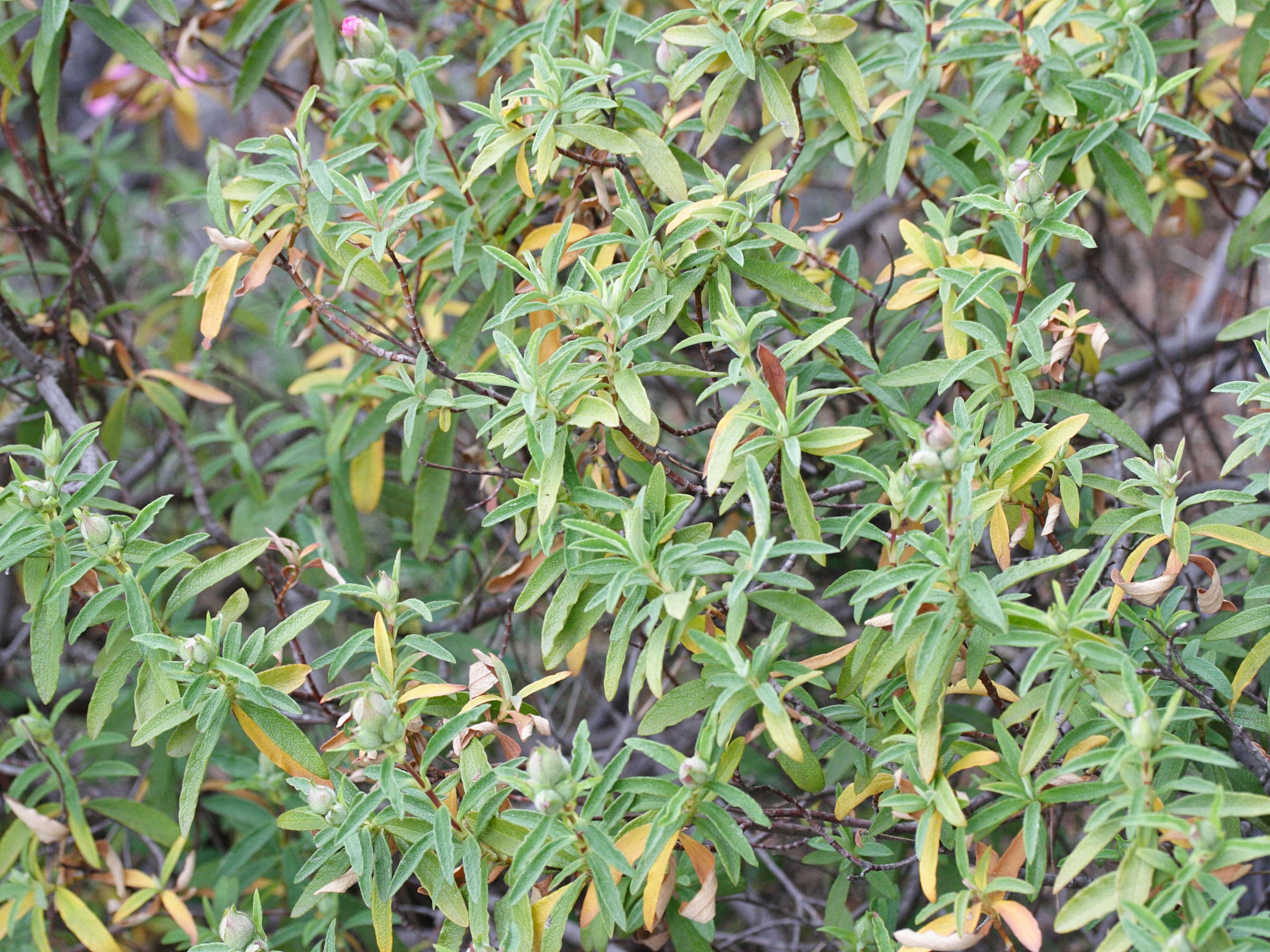 cistus_x_purpureus2md