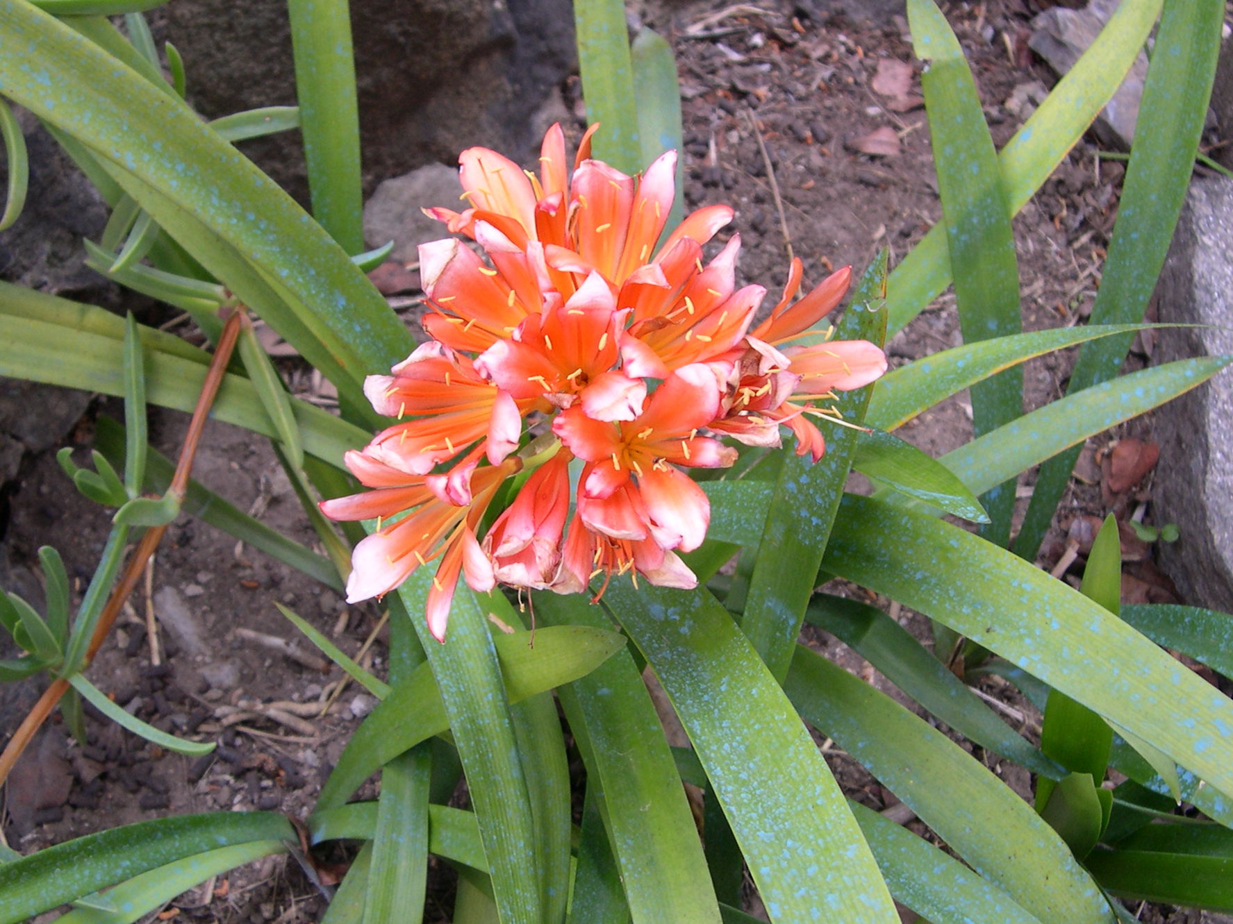 clivia_miniata2md