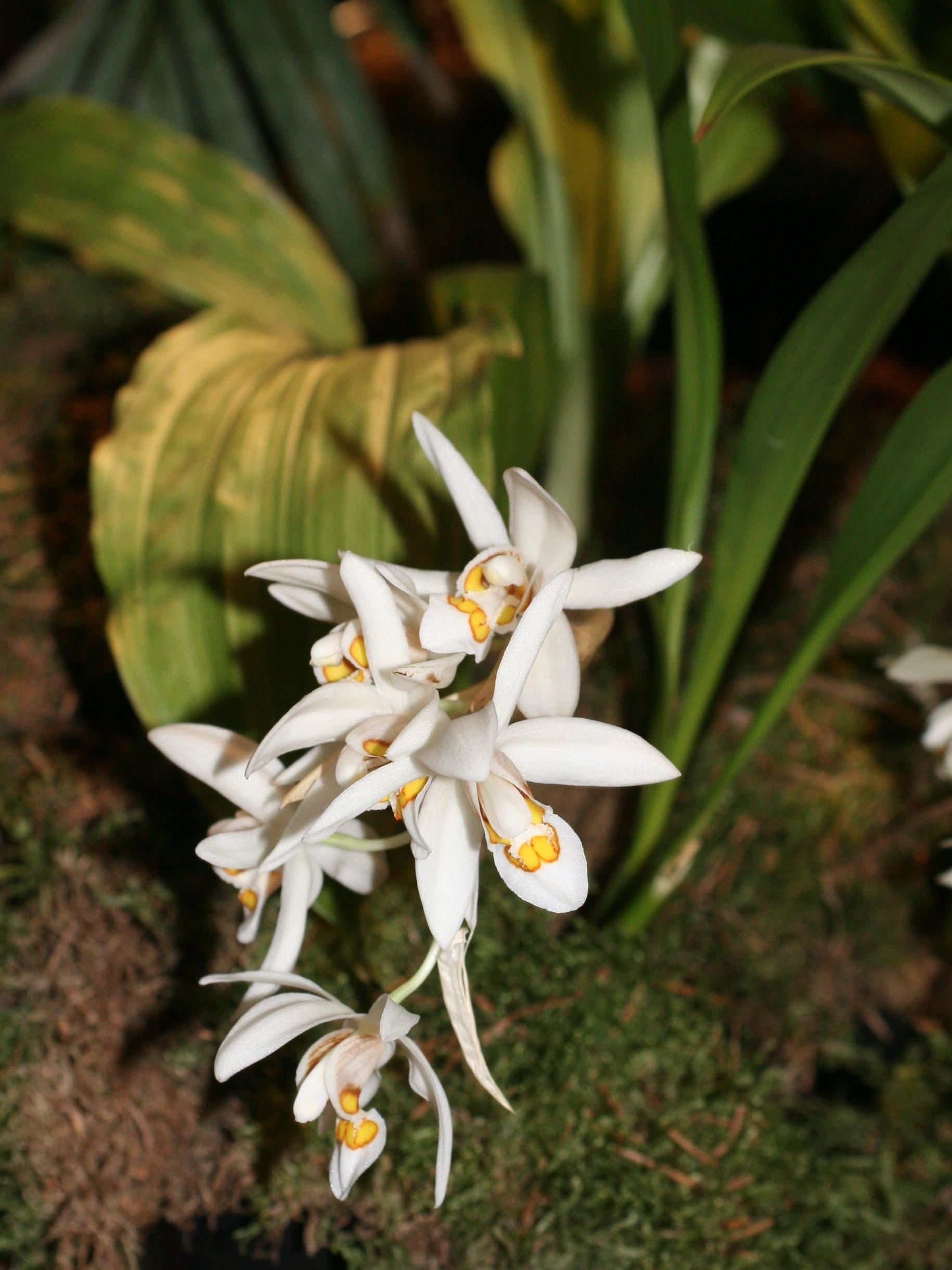 coelogyne_nitida1md