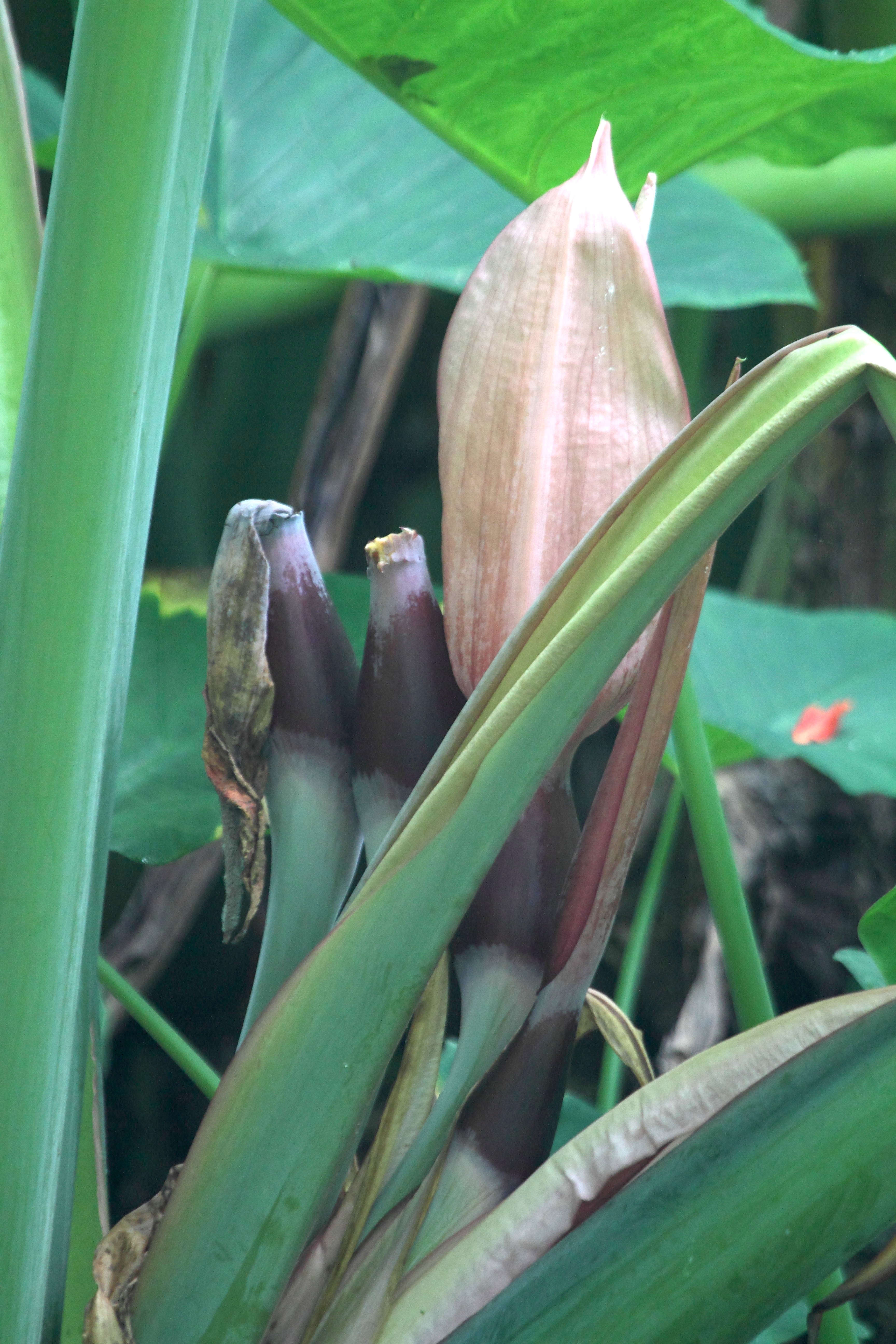 colocasia_esculenta6bd