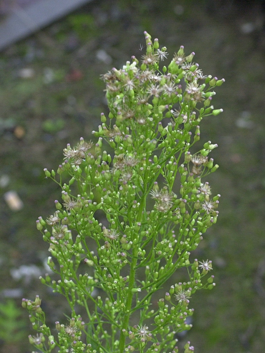 Afficher le média conyza_canadensis3md conyza_canadensis3md