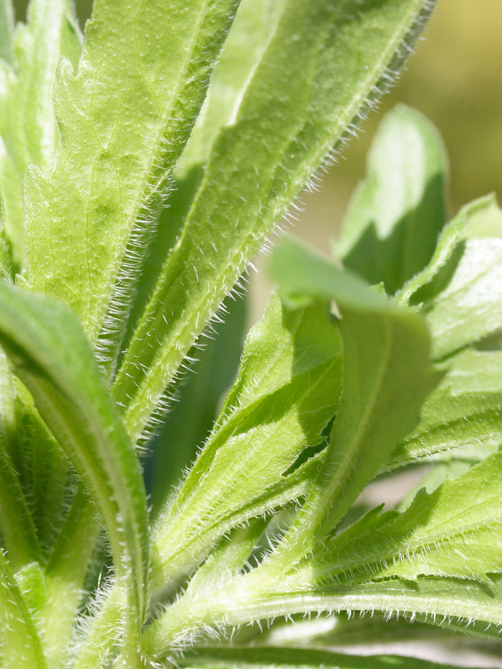 Afficher le média conyza_canadensis7md conyza_canadensis7md