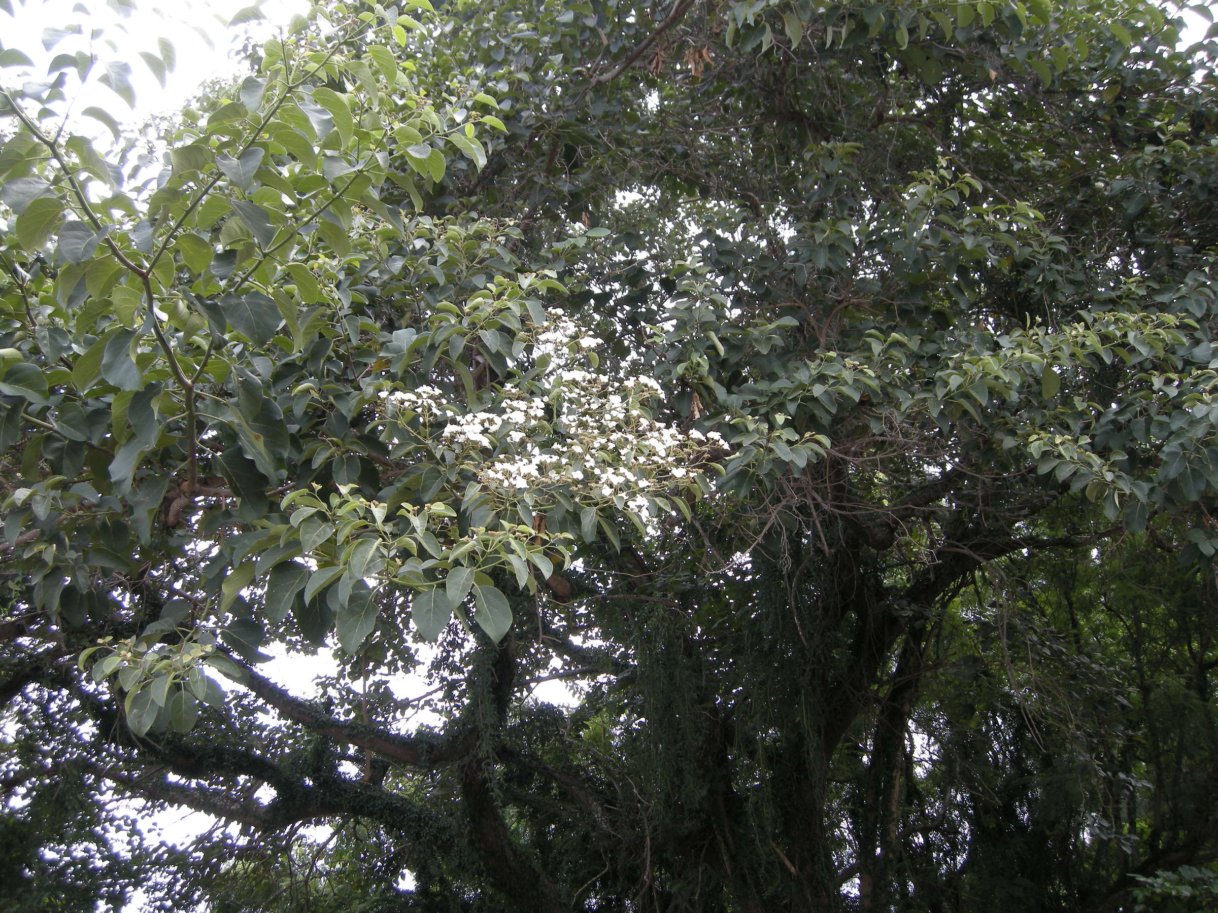 cordia_amplifolia2md