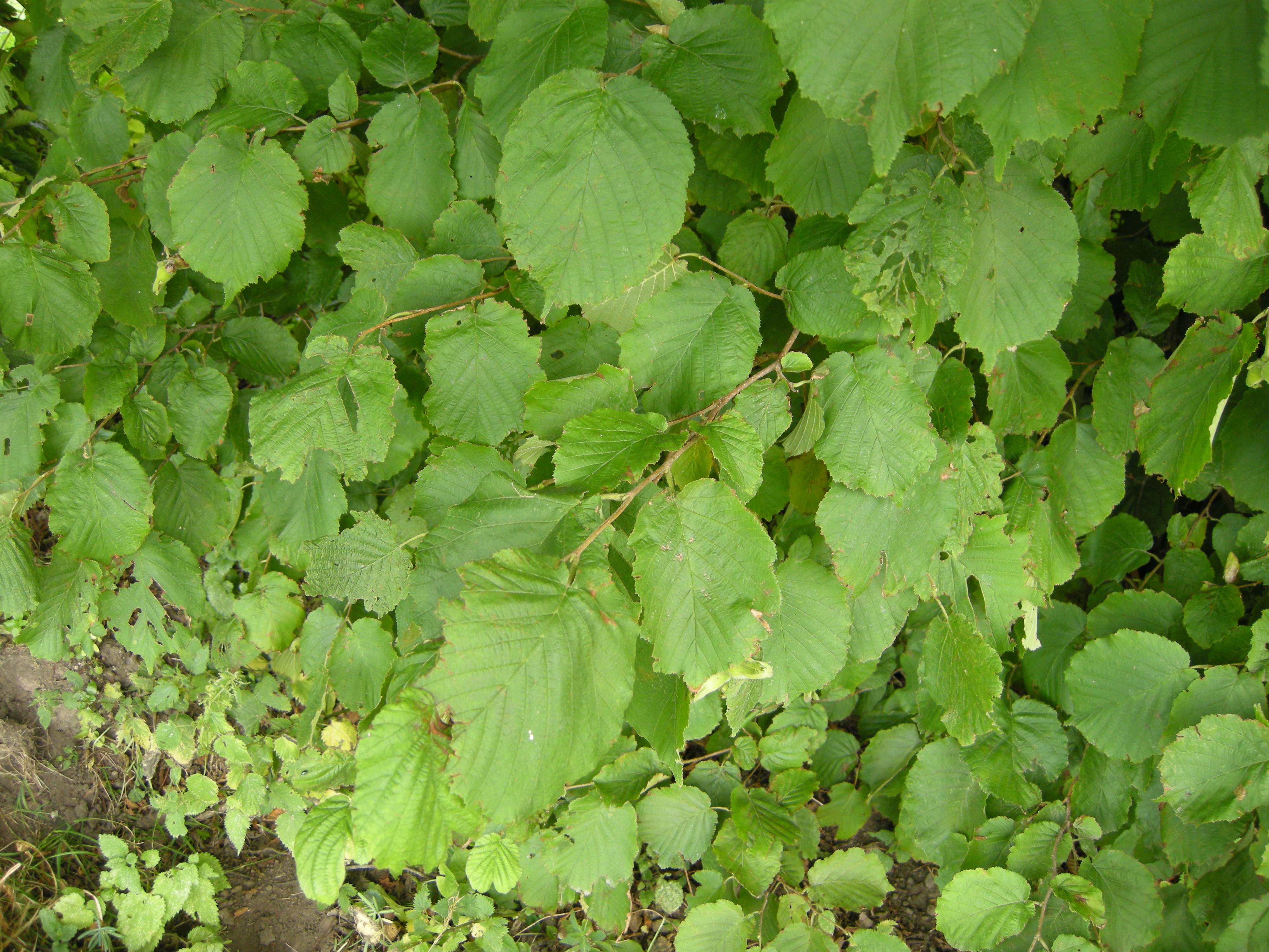 Afficher le média corylus_avellana1md corylus_avellana1md