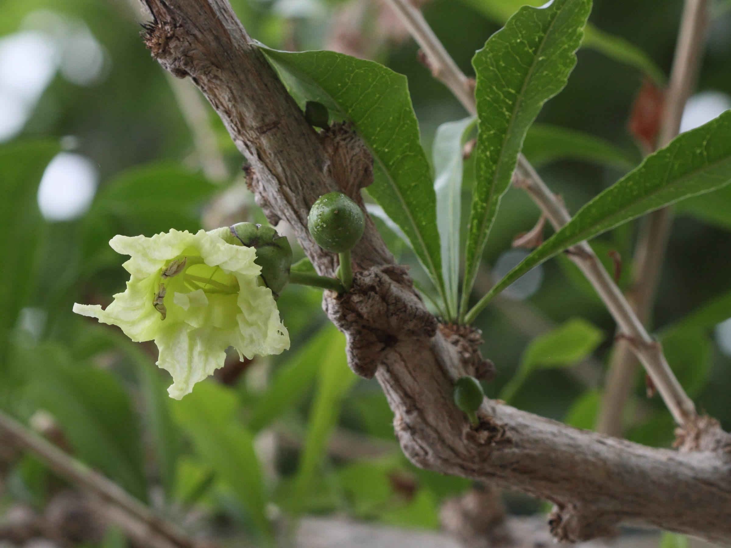 Afficher le média crescentia_cujete4bd crescentia_cujete4bd