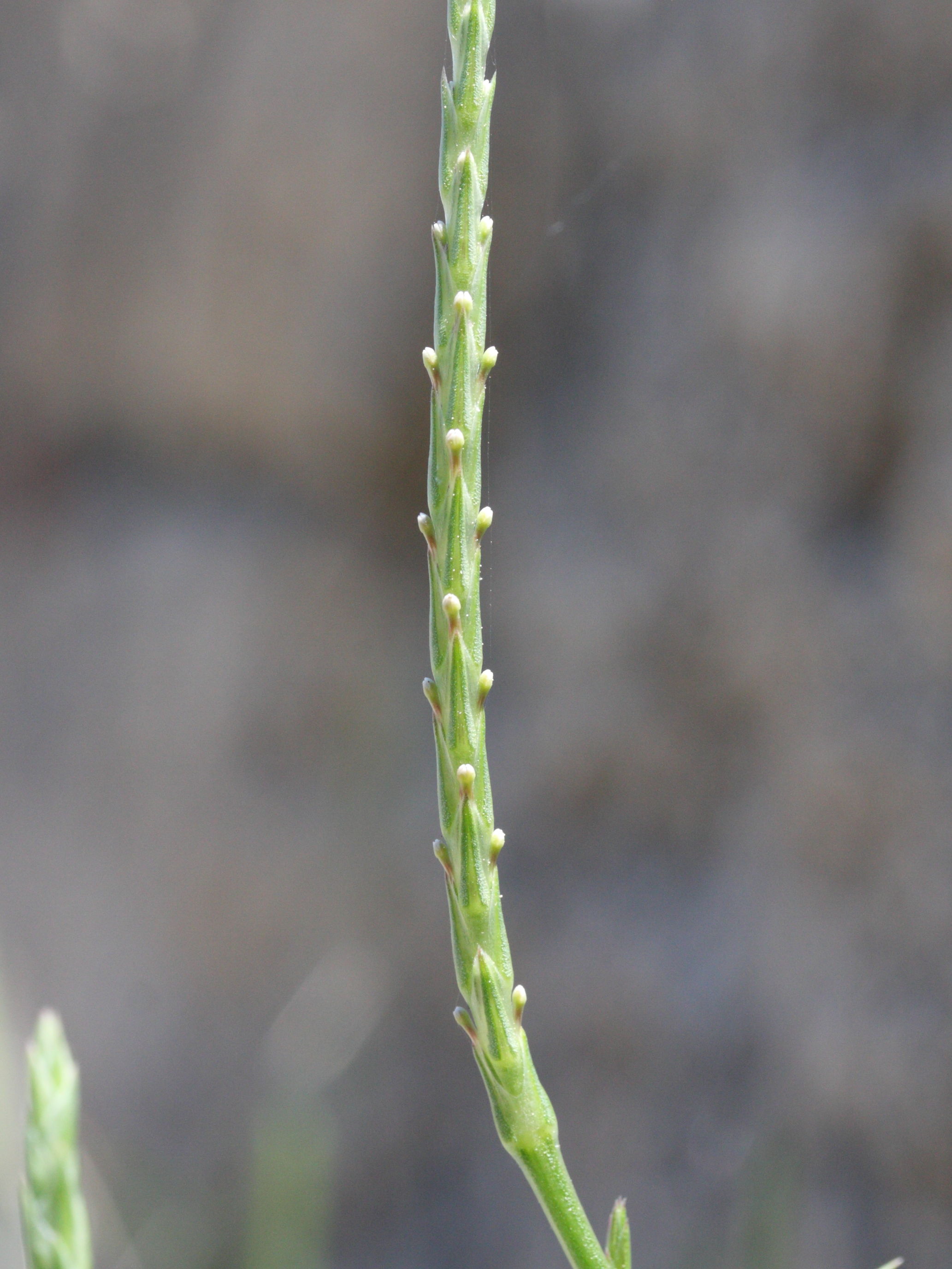 crucianella_latifolia2md
