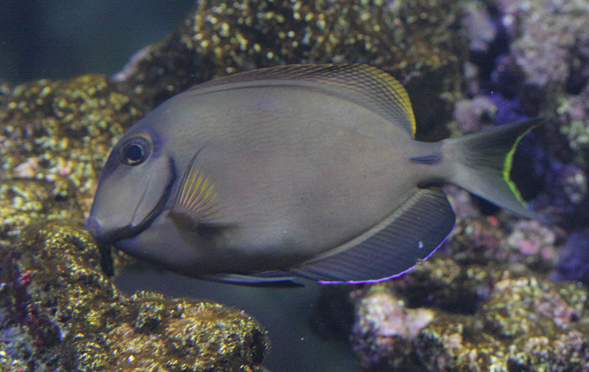 ctenochaetus_striatus1bd