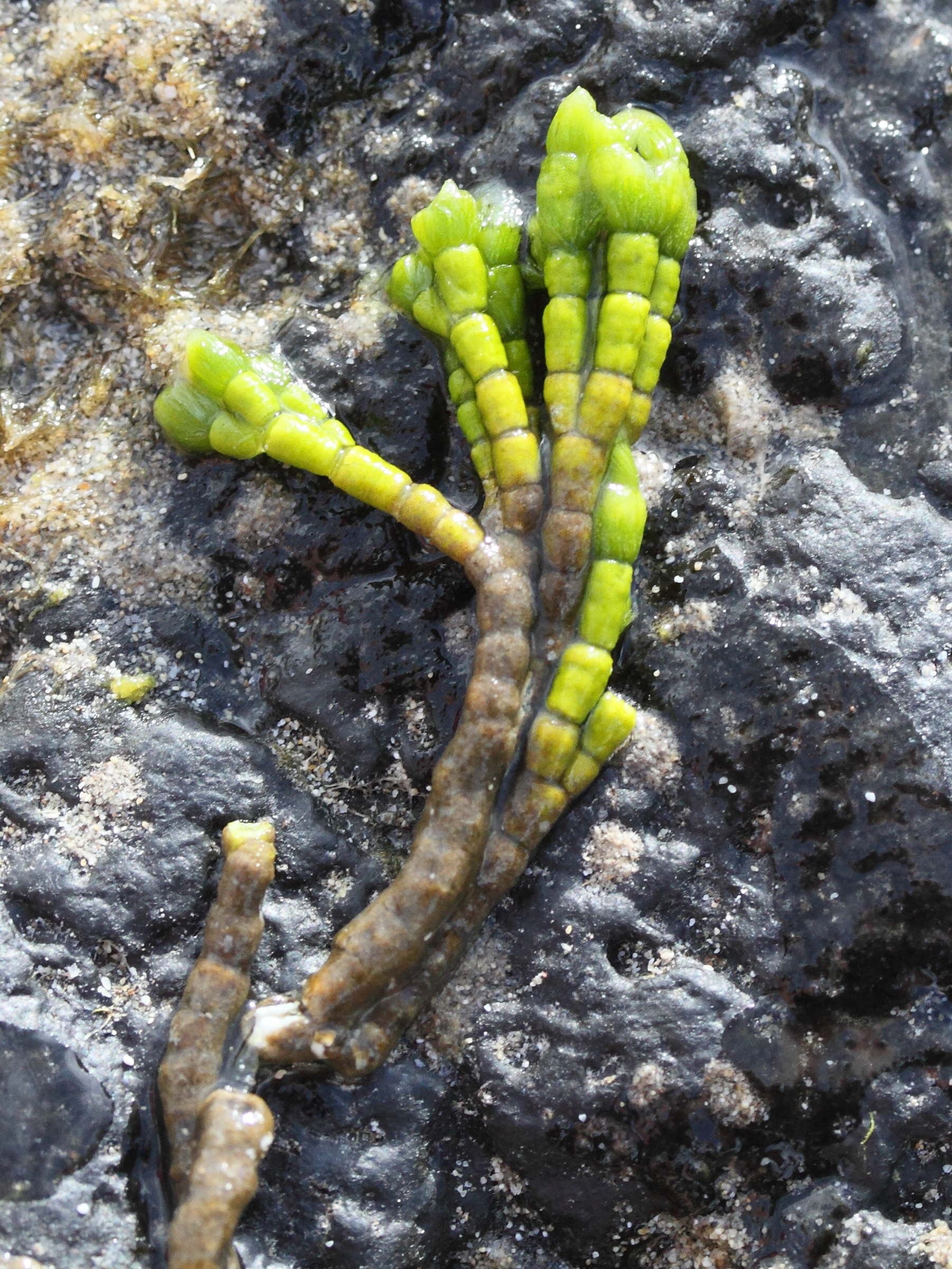 cymopolia_barbata2md