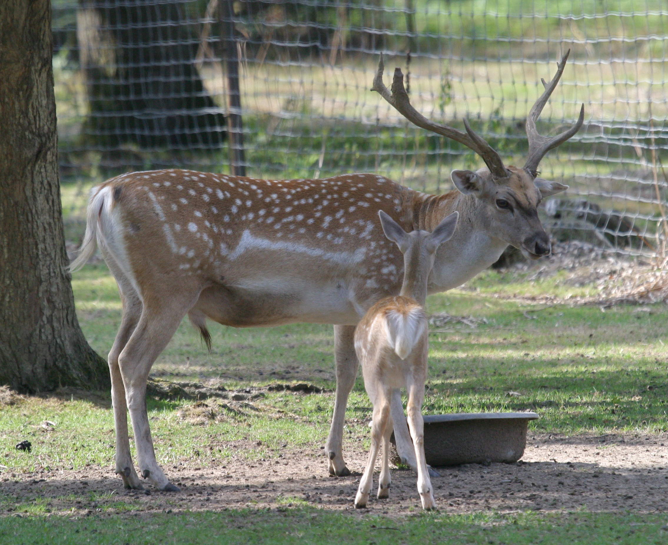 dama_mesopotamica1bd