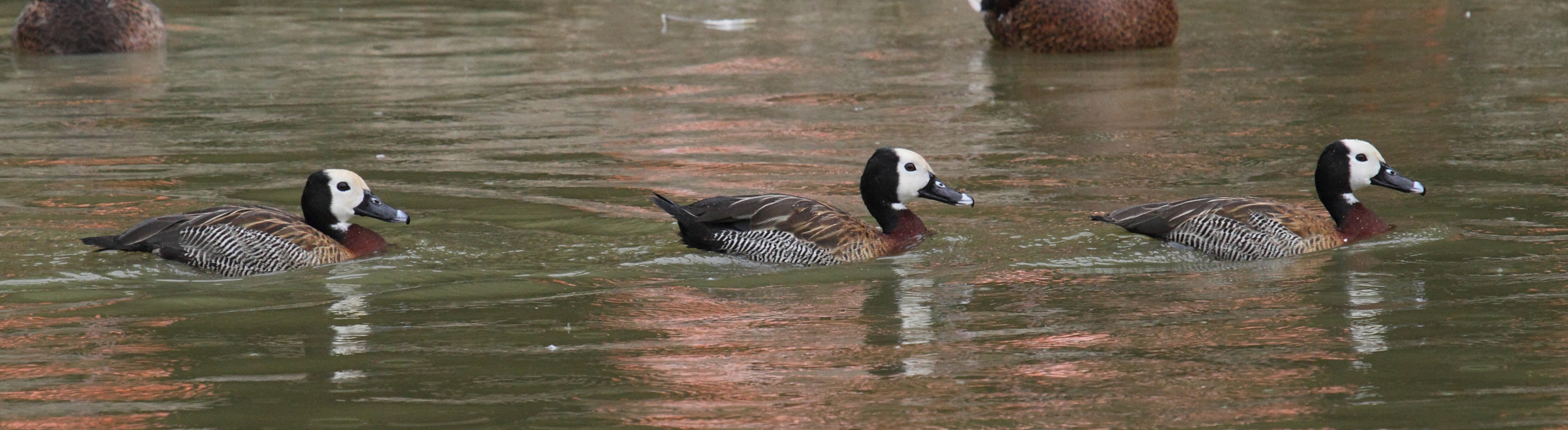 dendrocygne_veuf_-_dendrocygna_viduata4bd