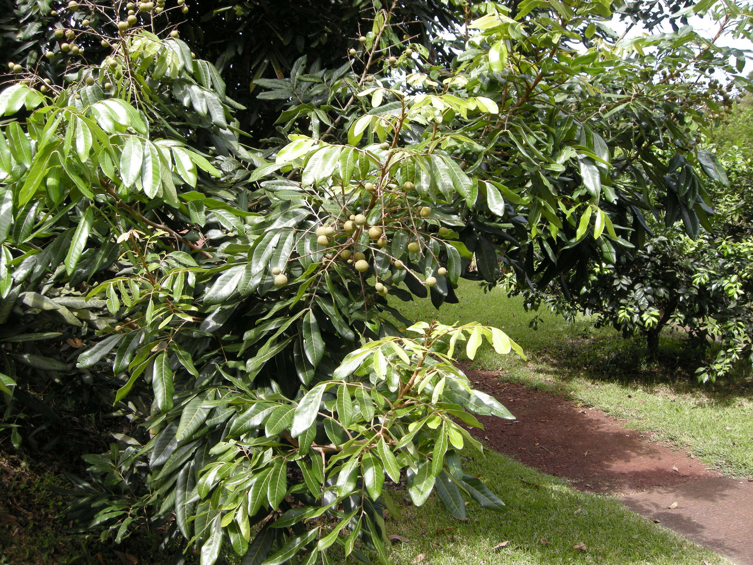 dimocarpus_longan2md