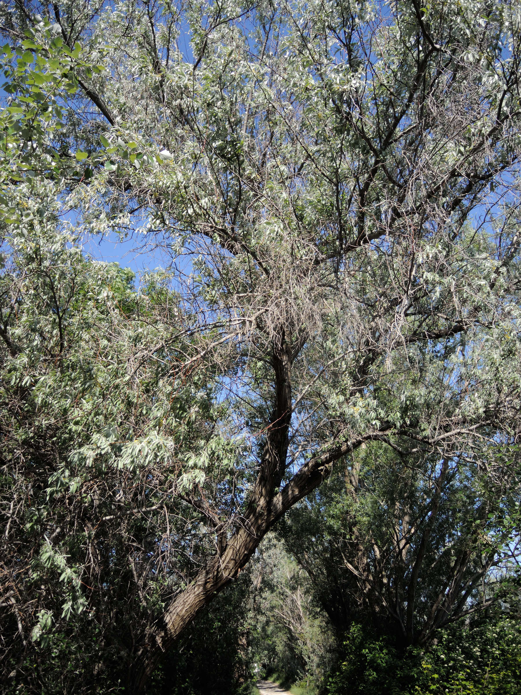 elaeagnus_angustifolia1bmd