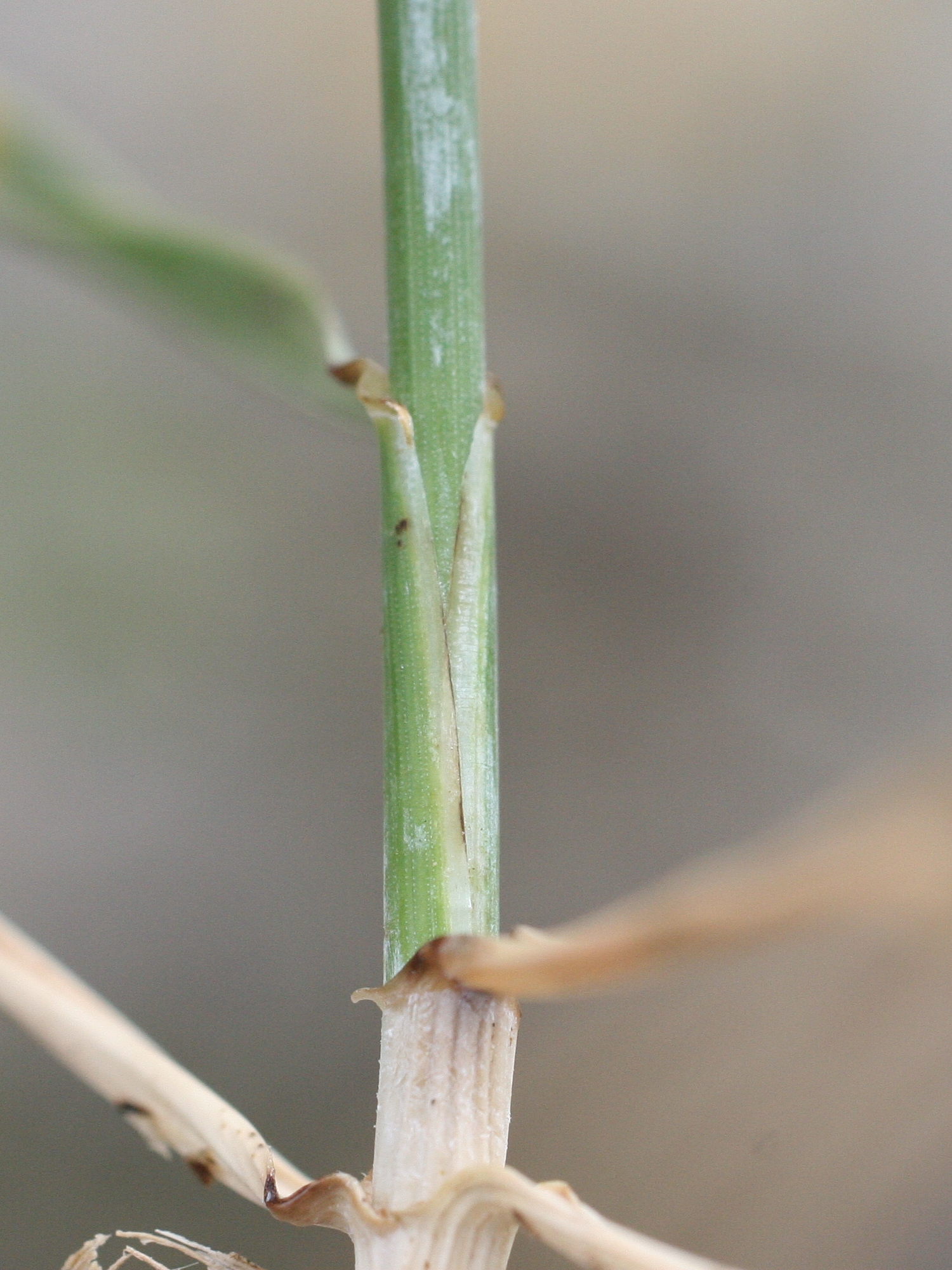 elytrigia_repens_repens3md