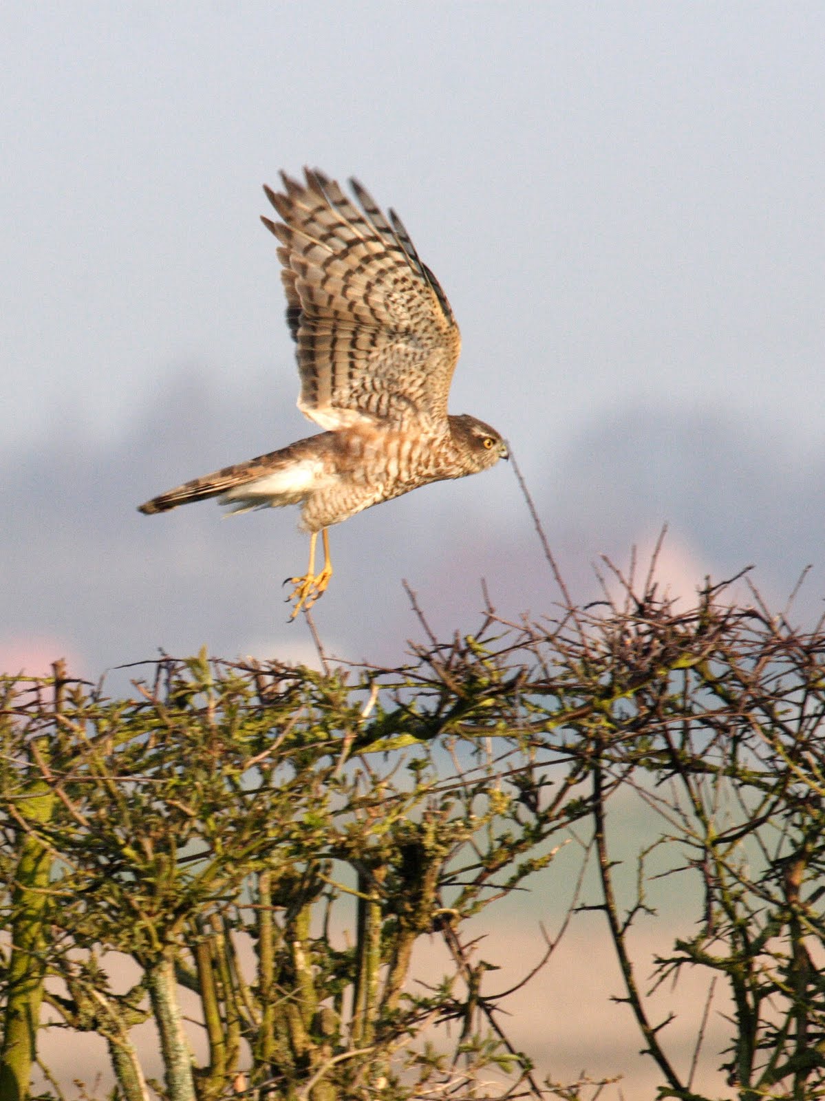 Afficher le média epervier_d-europe_-_accipiter_nisus5bd epervier_d-europe_-_accipiter_nisus5bd