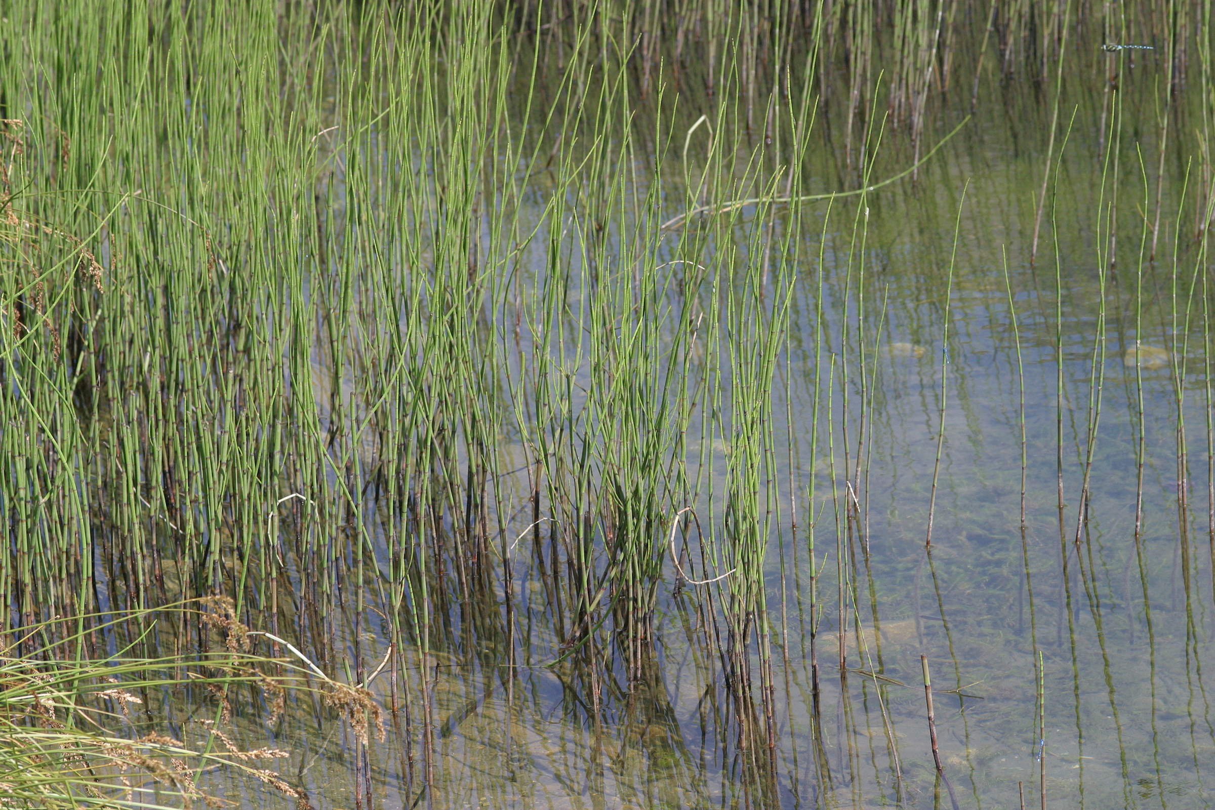 Afficher le média equisetum_fluviatile1md equisetum_fluviatile1md