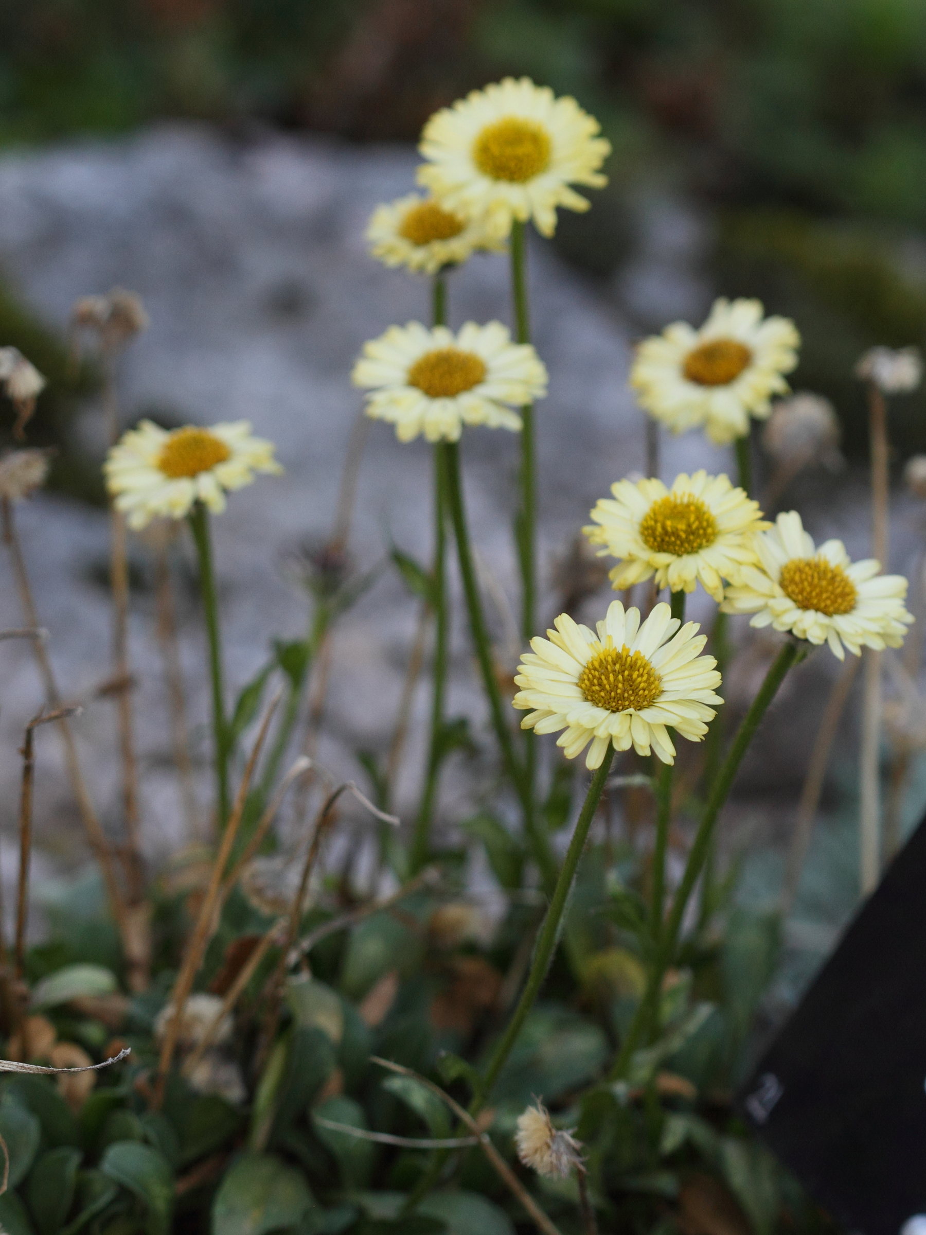 erigeron_aureus1bd