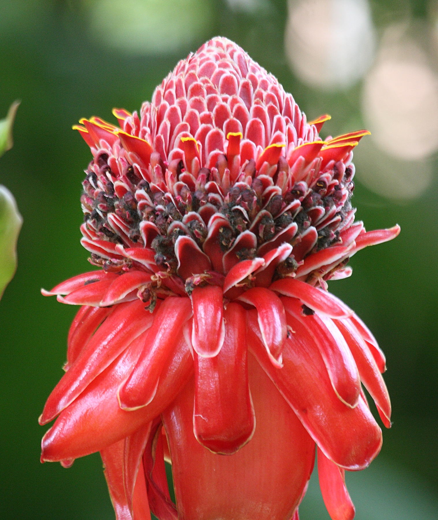 etlingera_elatior4bd