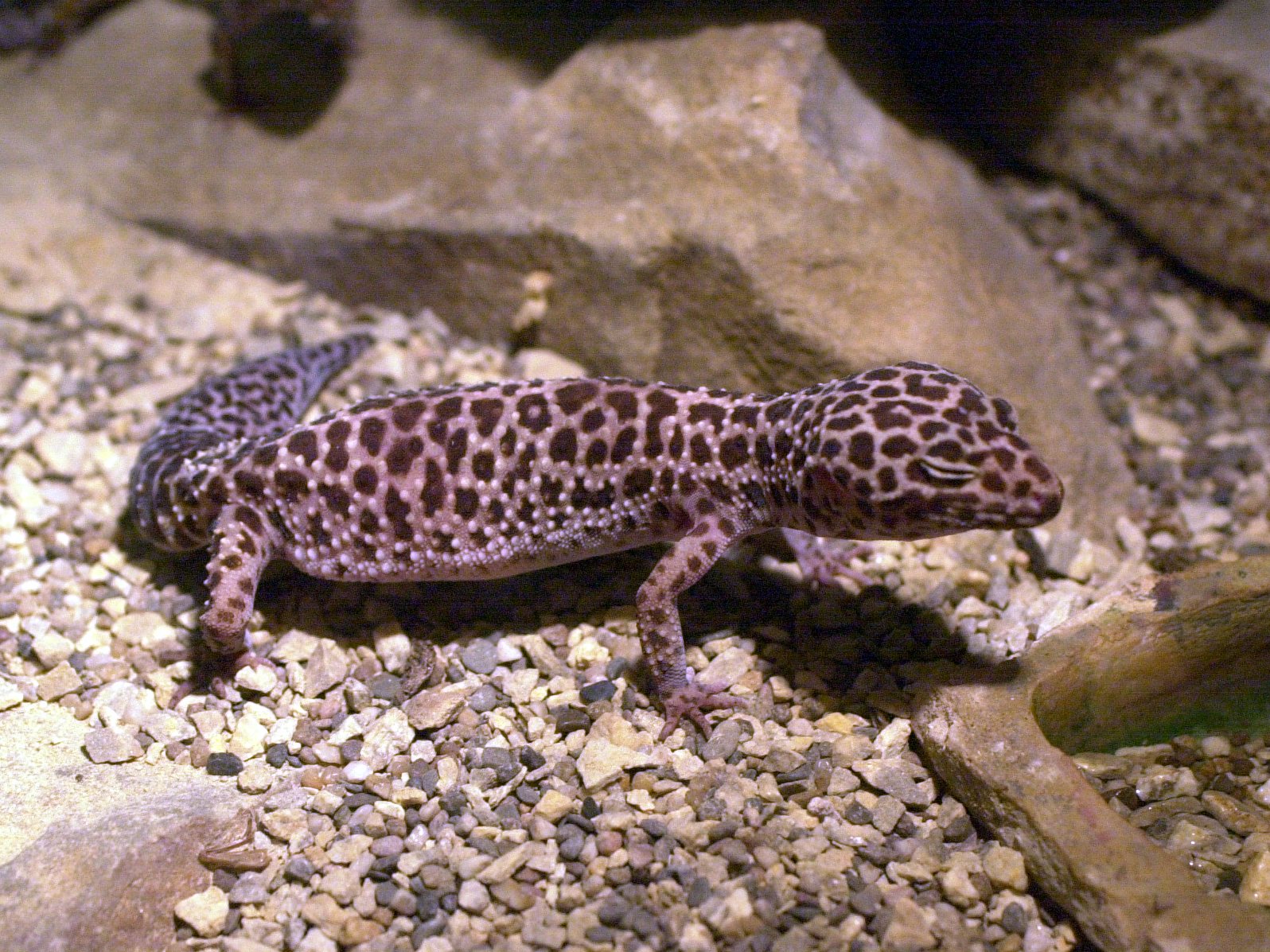 eublepharis_macularius1amd