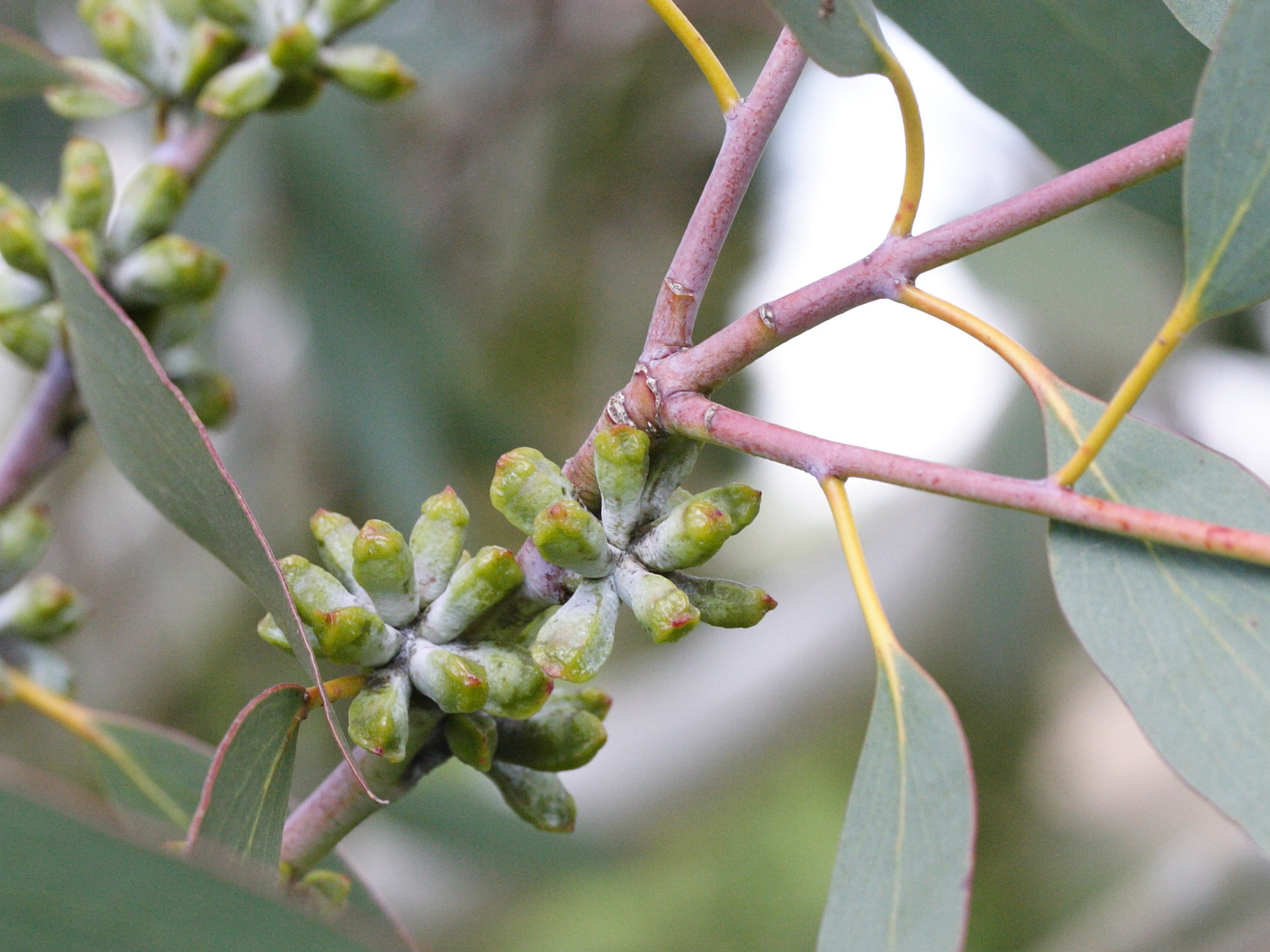 Eucalyptus_pauciflora