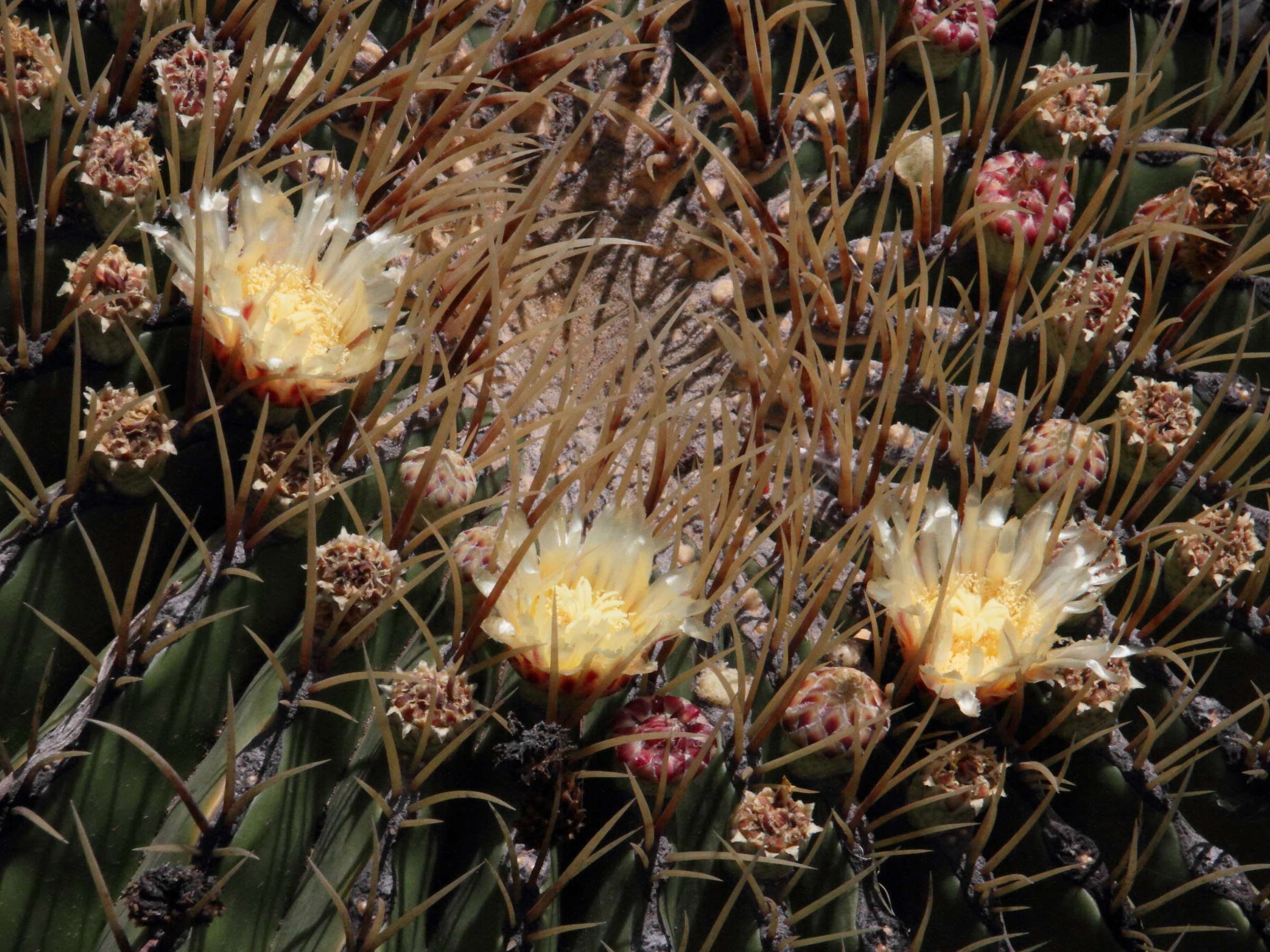 ferocactus_histrix2md
