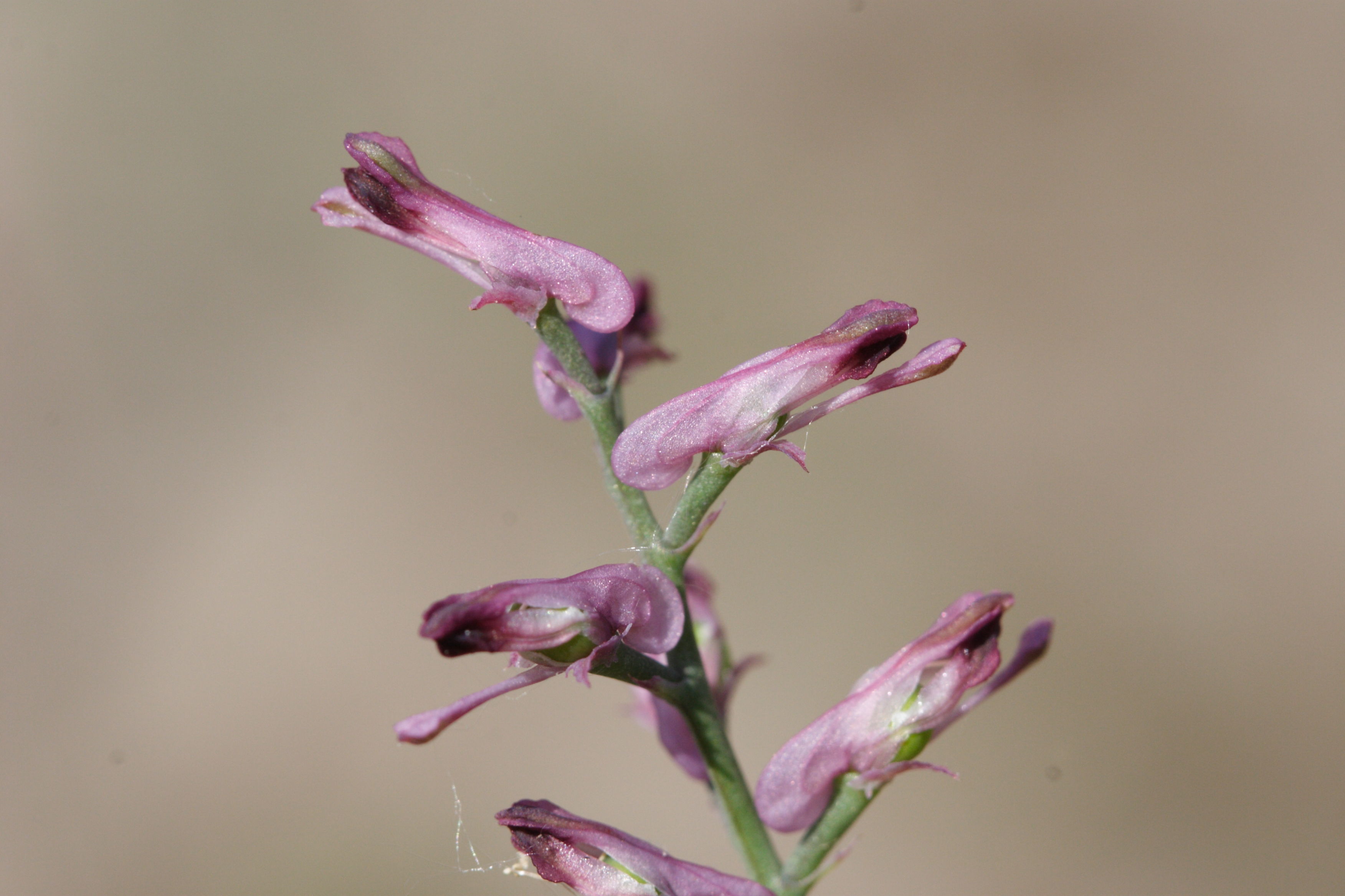 Afficher le média Fumaria_officinalis officinalis Fumaria_officinalis officinalis