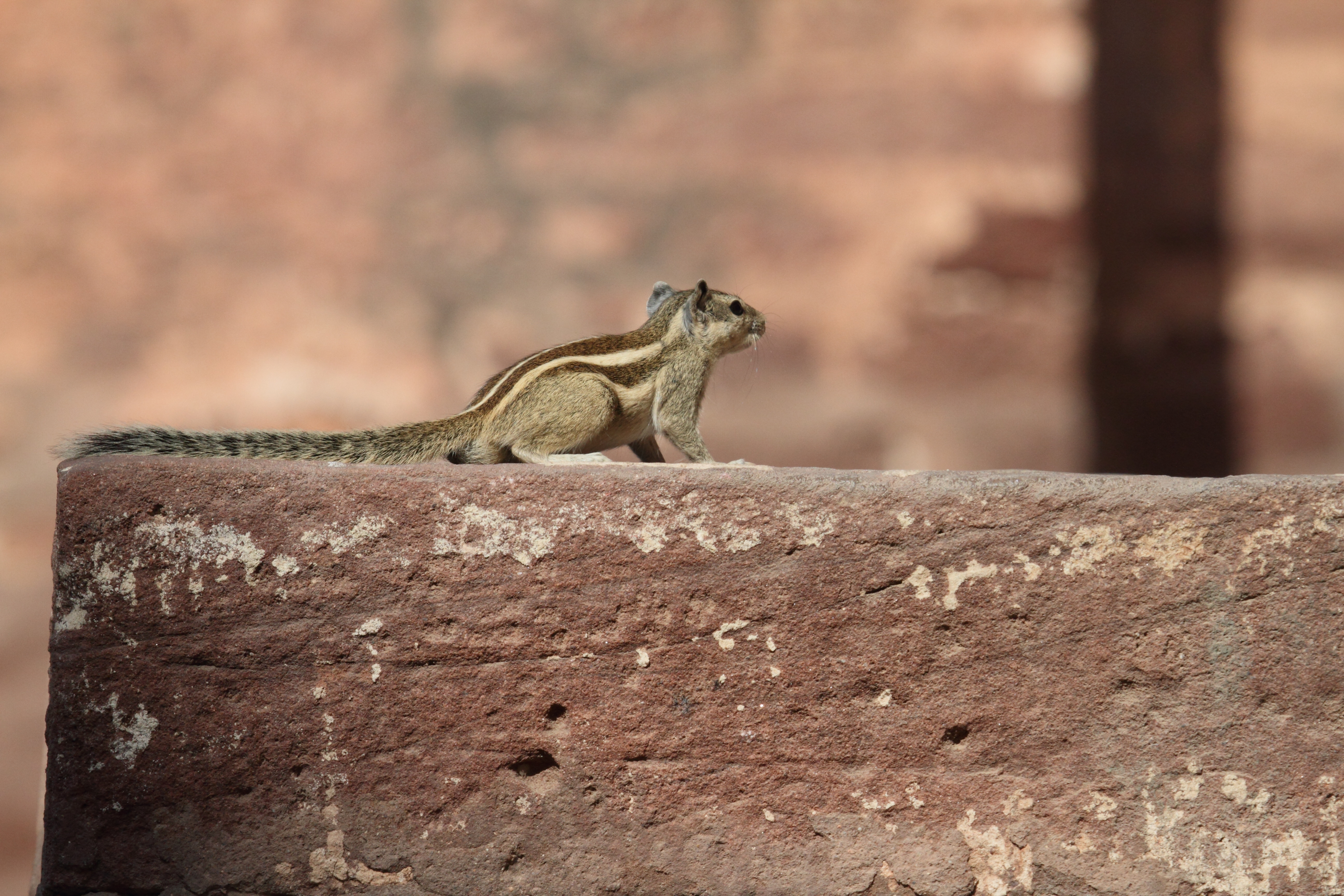 funambulus_pennanti4bd