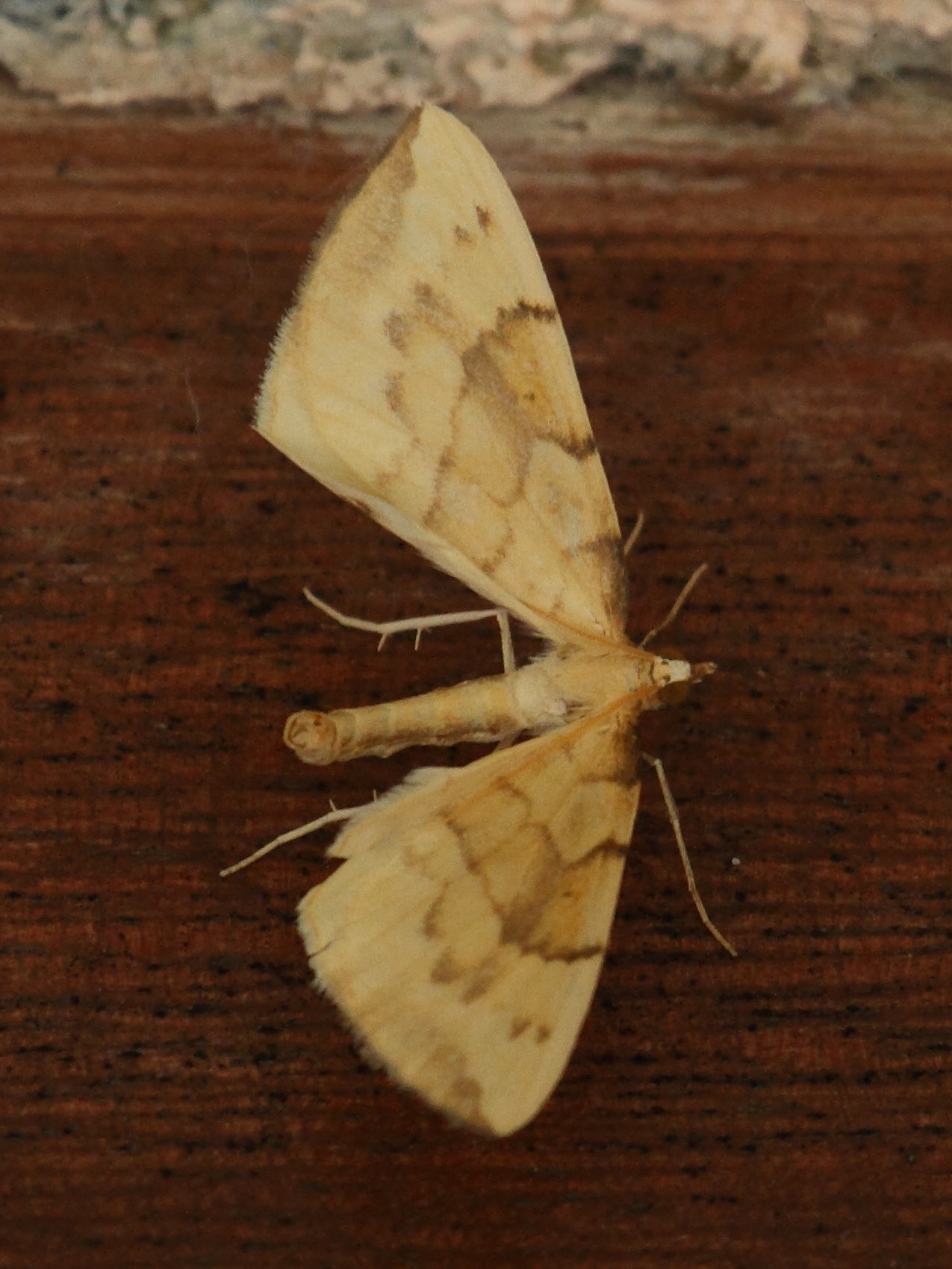 gandaritis_pyraliata1md