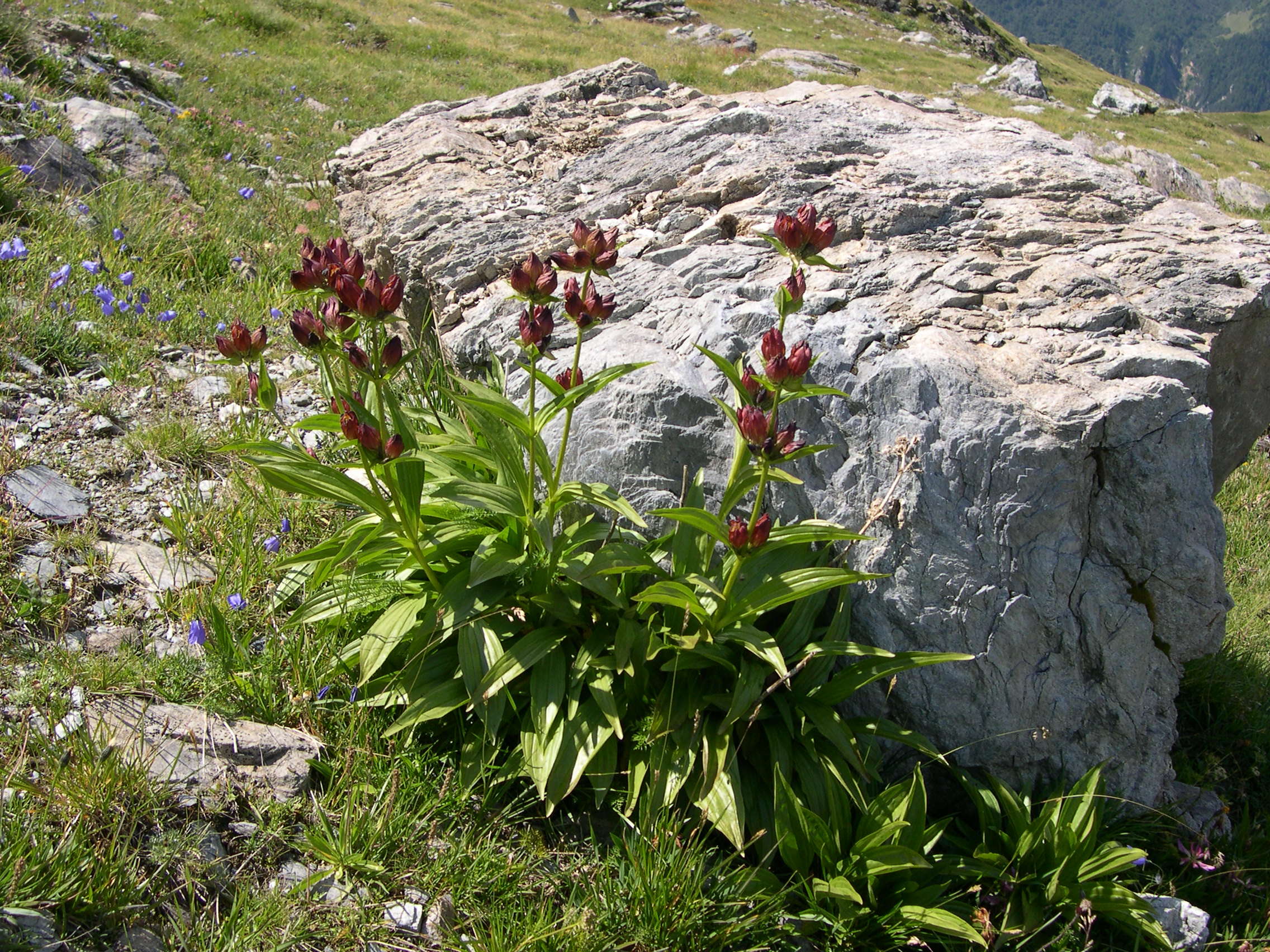 gentiana_purpurea1md