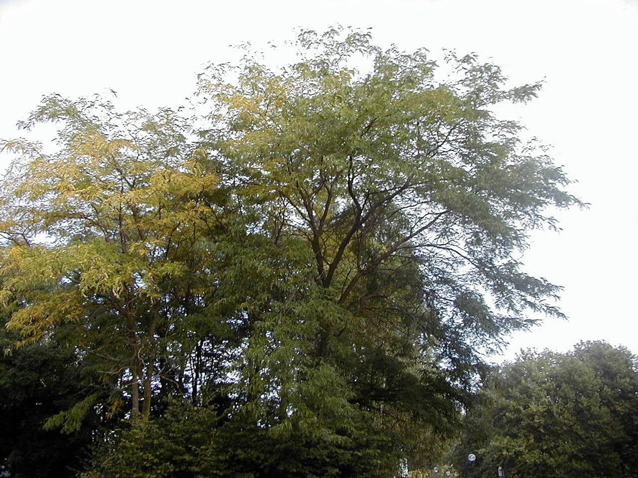 gleditsia_triacanthos1md