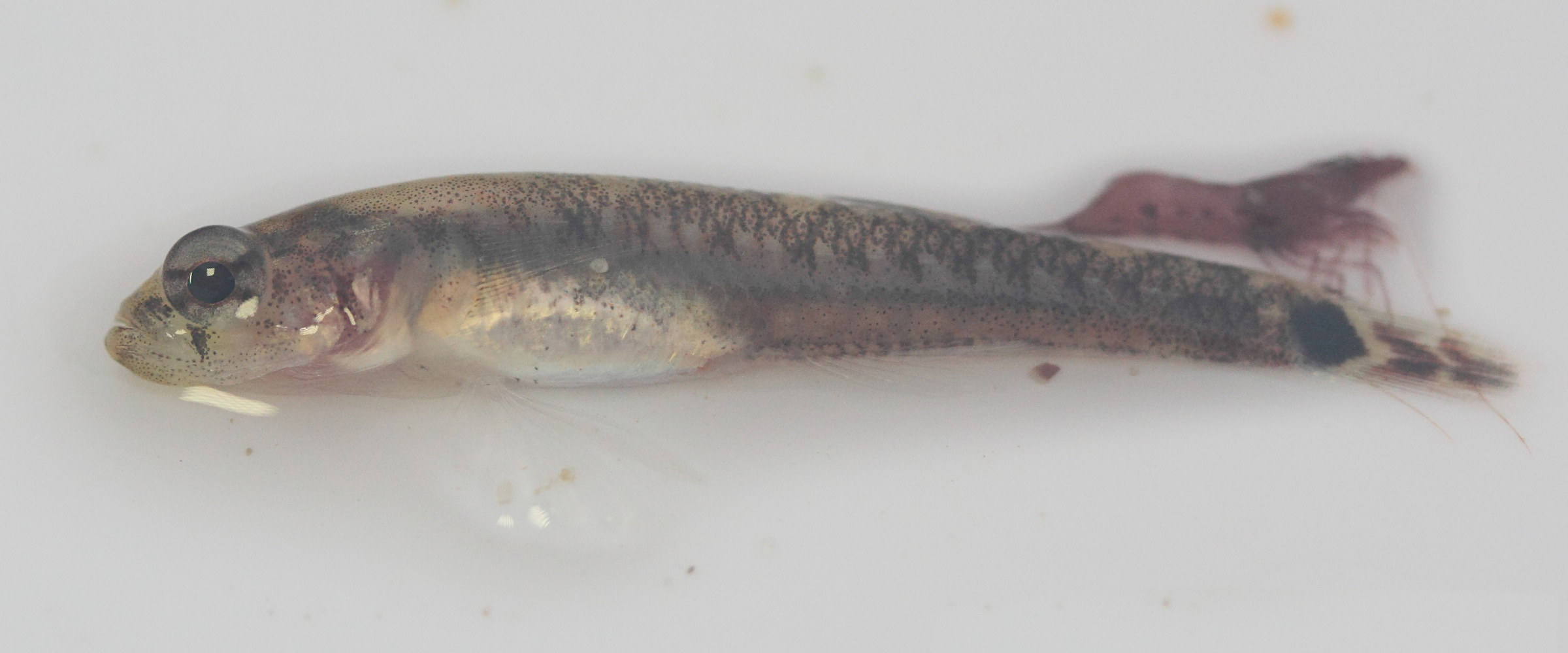 gobiusculus_flavescens3md