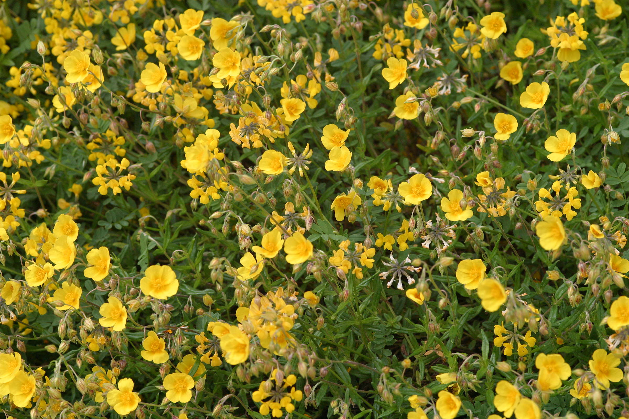 Afficher le média Helianthemum_nummularium Helianthemum_nummularium