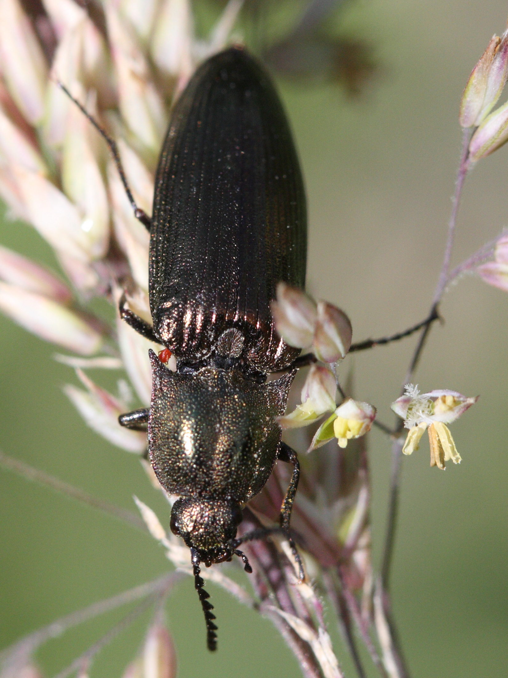 hemicrepidius_hirtus