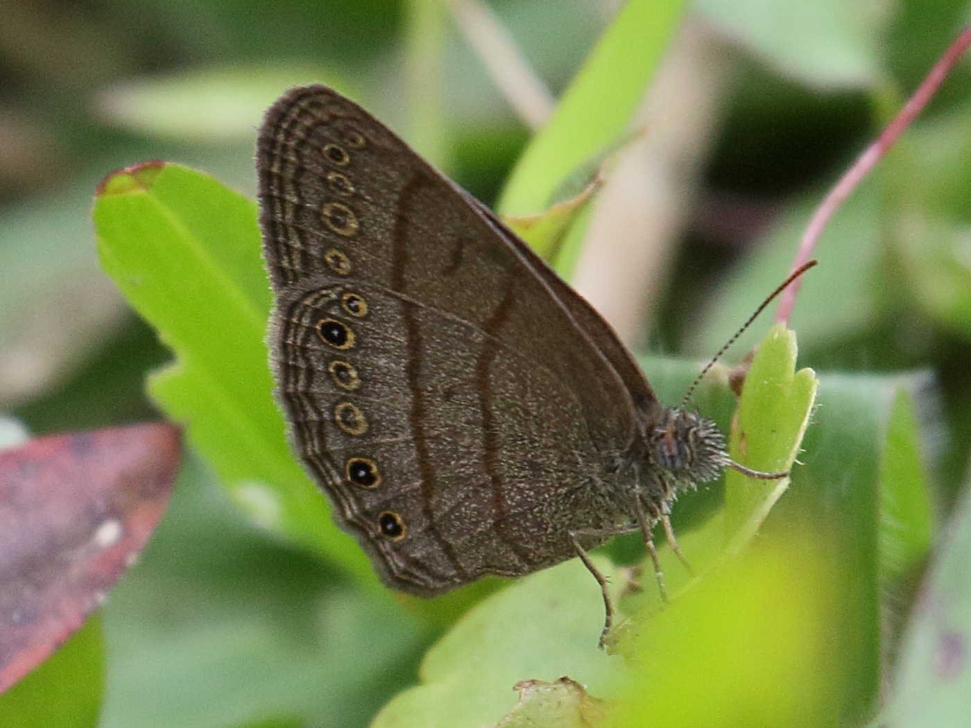 Hermeuptychia_hermes