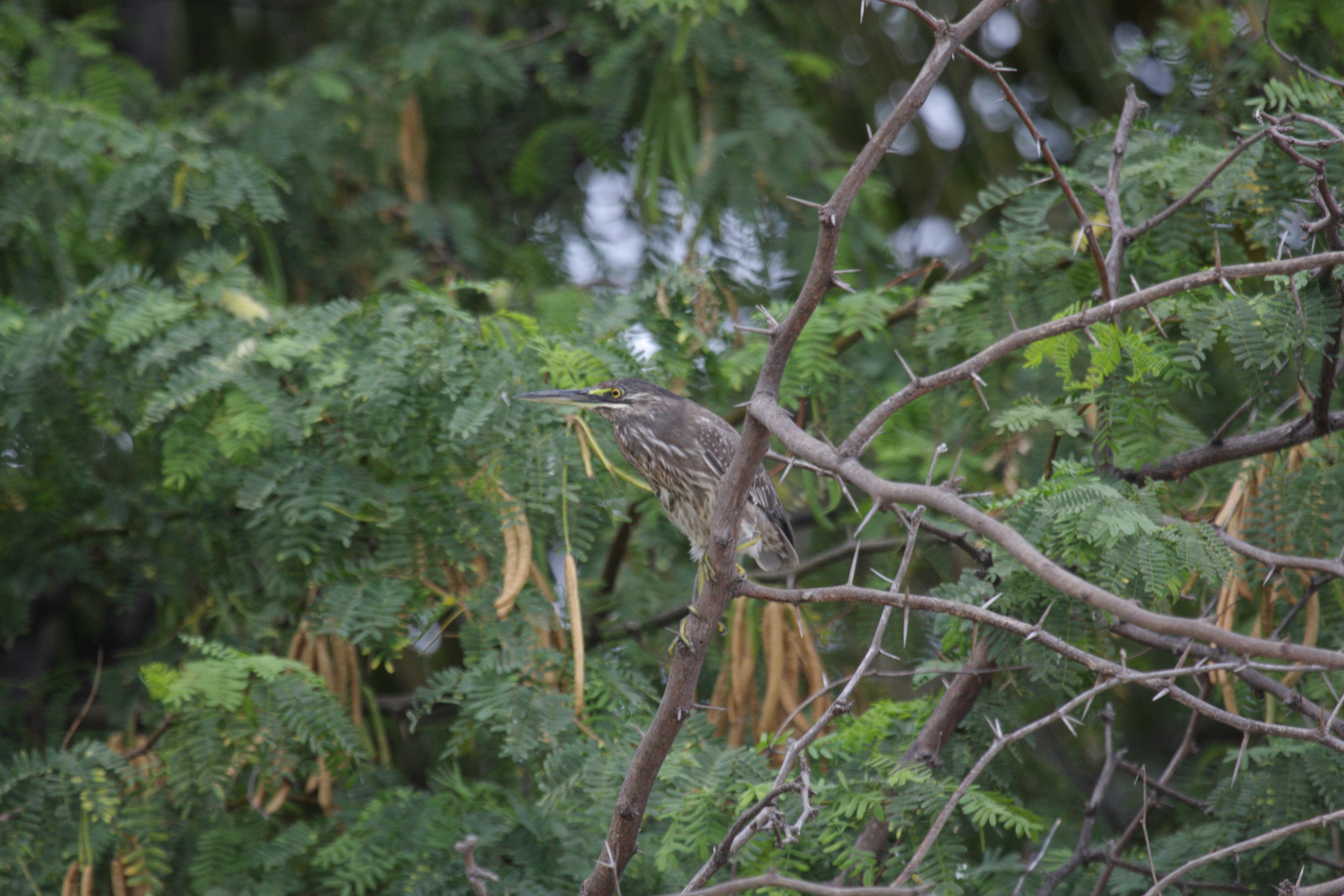 Afficher le média heron_strie_-_butorides_striata2bd heron_strie_-_butorides_striata2bd