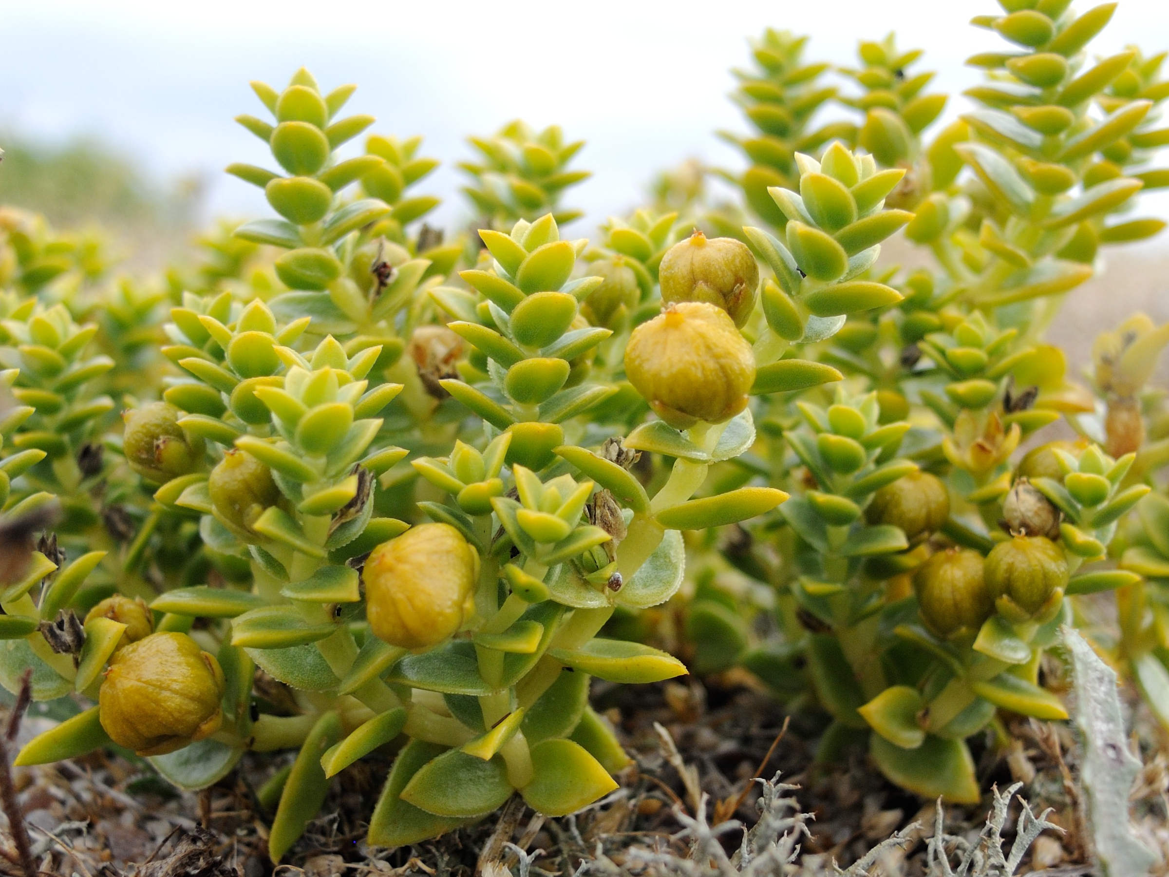 Afficher le média honckenya_peploides4bmd honckenya_peploides4bmd