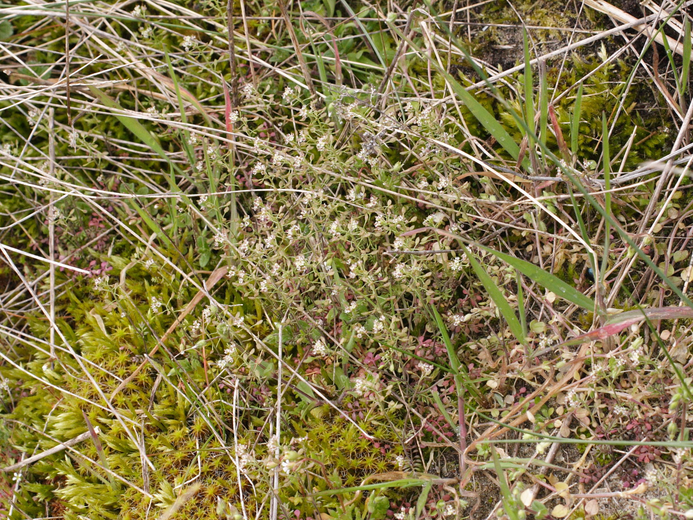 Afficher le média hornungia_petraea3md hornungia_petraea3md